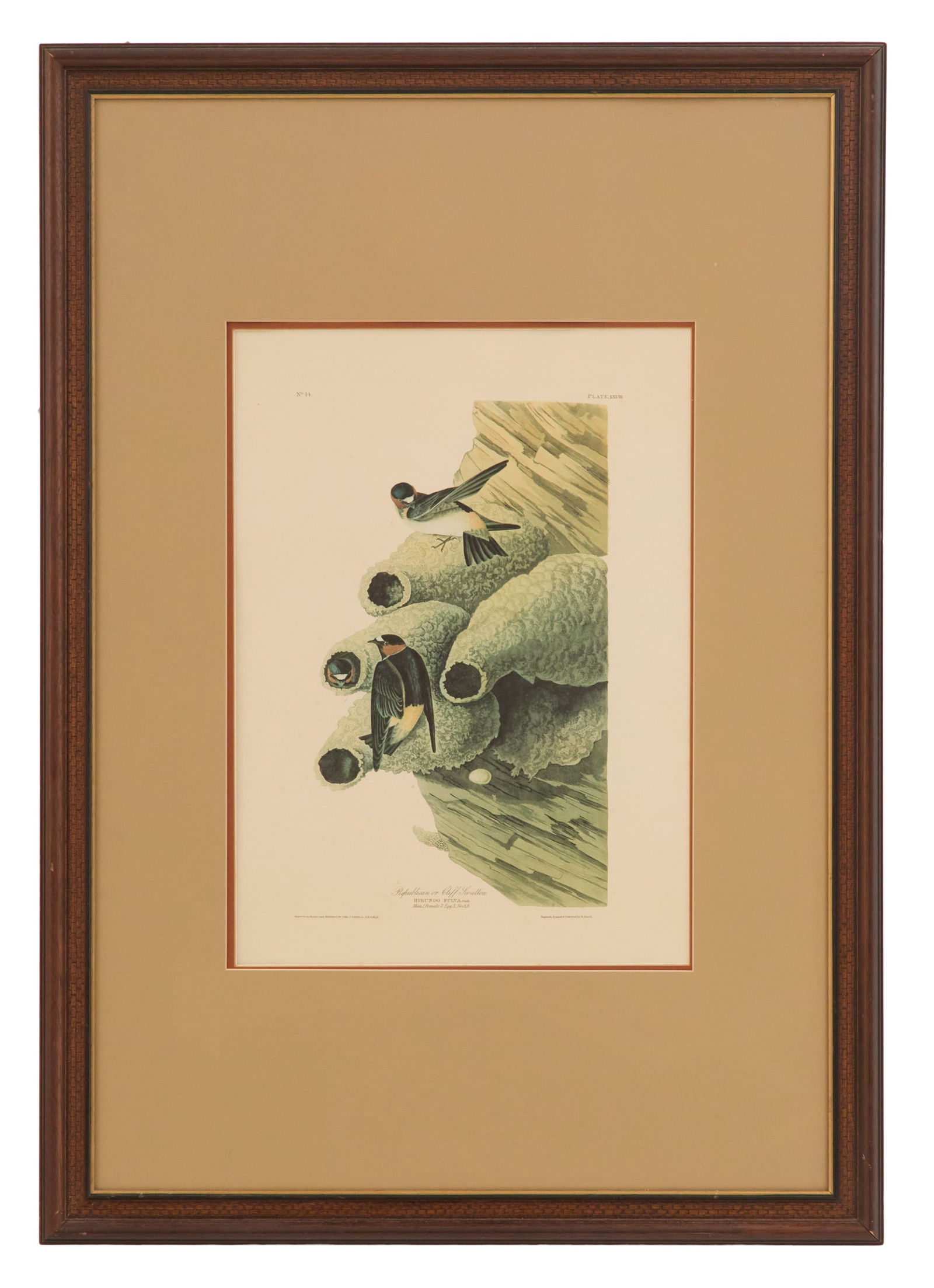 After John James Audubon (American, 1785-1851): After John James Audubon (American, 1785-1851) "Republican or Cliff Swallow, No. 14, Plate LXVIII" lithograph Matted, glazed and framed. sight 23" x 16-1/2", framed 43-1/2" x 26-1/2" To be sold for
