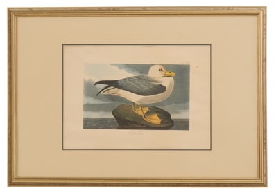 After John James Audubon (American, 1785-1851)