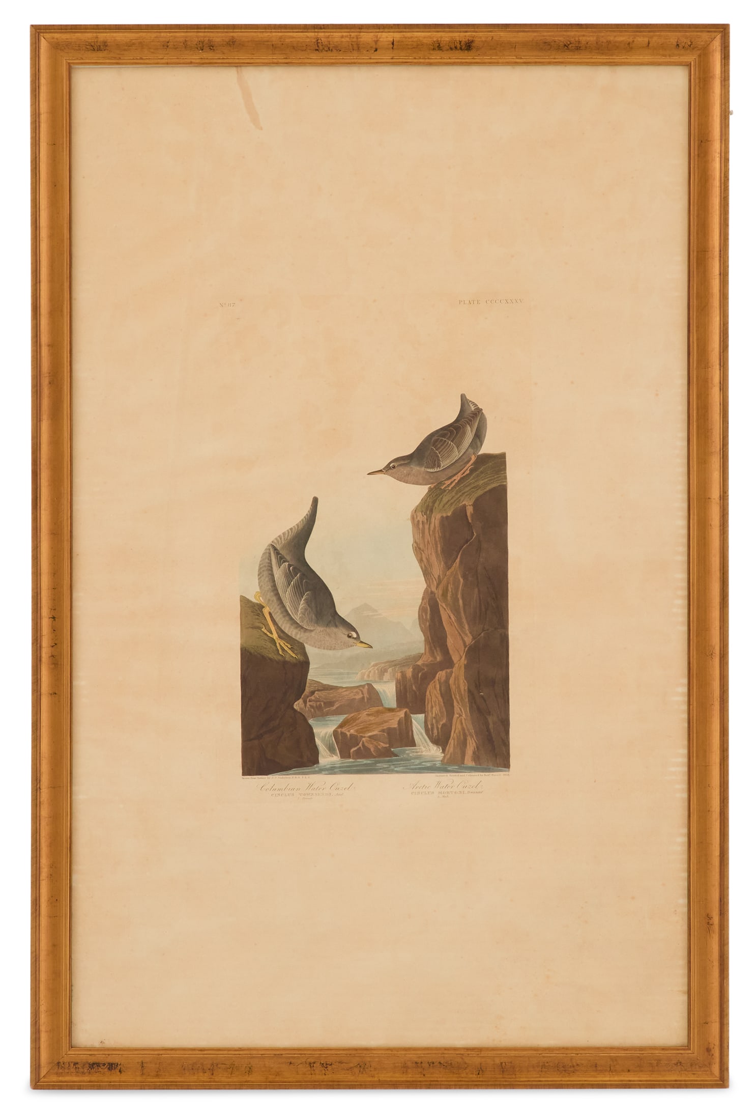 After John James Audubon (American, 1785-1851): After John James Audubon (American, 1785-1851) "Columbian Water Ouzel, or Arctic Water Ouzel, No. 87, Plate CCCCXXXV", 1838 hand-colored engraving and aquatint on paper engraved, printed and coloured