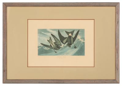 After John James Audubon (American, 1785-1851)