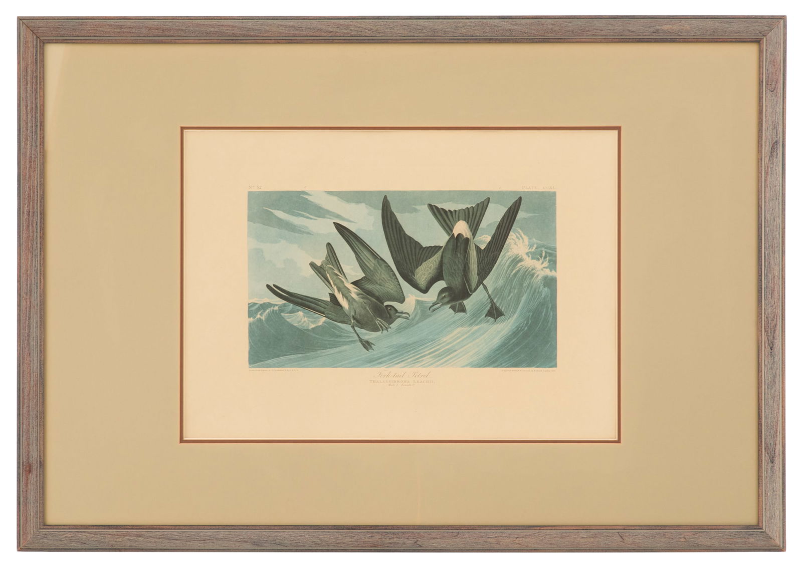 After John James Audubon (American, 1785-1851): After John James Audubon (American, 1785-1851) "Fork-tail Petrel, No. 53, Plate CCXL" lithograph engraved, printed and coloured by Robert Havell. Matted, glazed and framed. sight 17" x 24", framed
