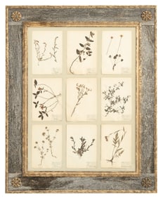 French Framed Botanical Specimens