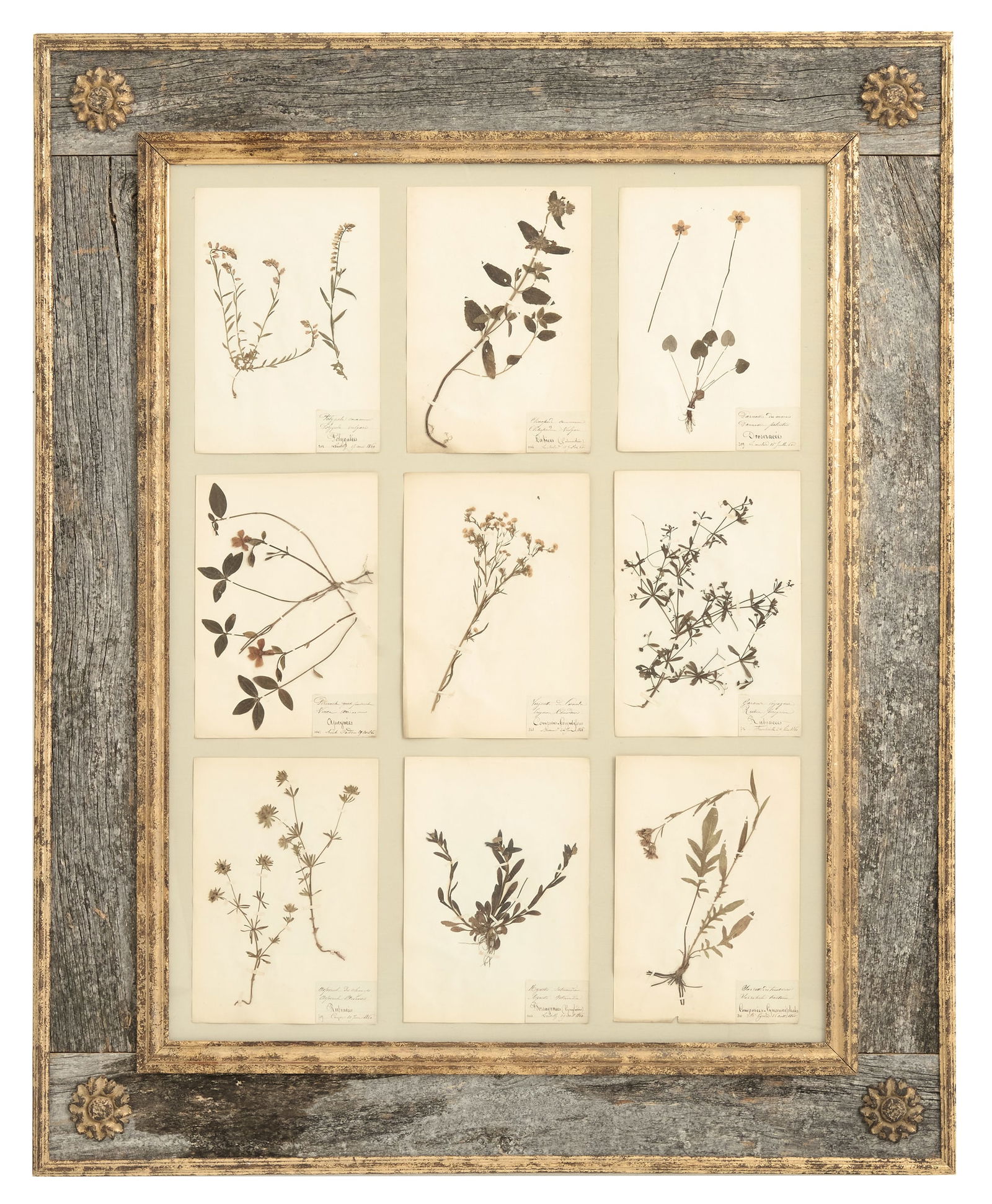 French Framed Botanical Specimens (1 of 2)