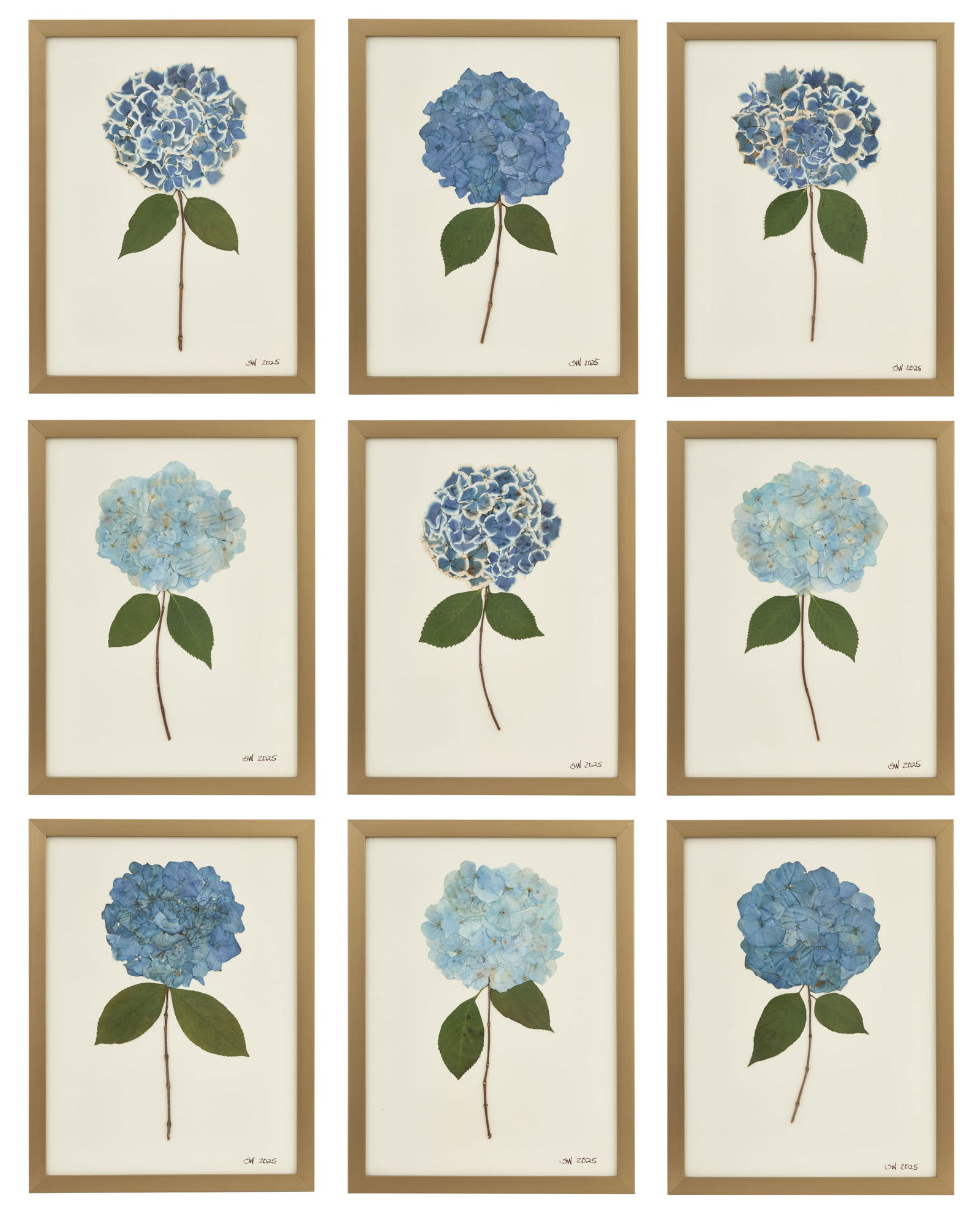 Suite of Nine Pressed Hydrangeas: Suite of Nine Pressed Hydrangeas2025, each initialed and dated lower right, in shades of blue.Glazed and framed alike.each 17-1/2" x 13-1/2"