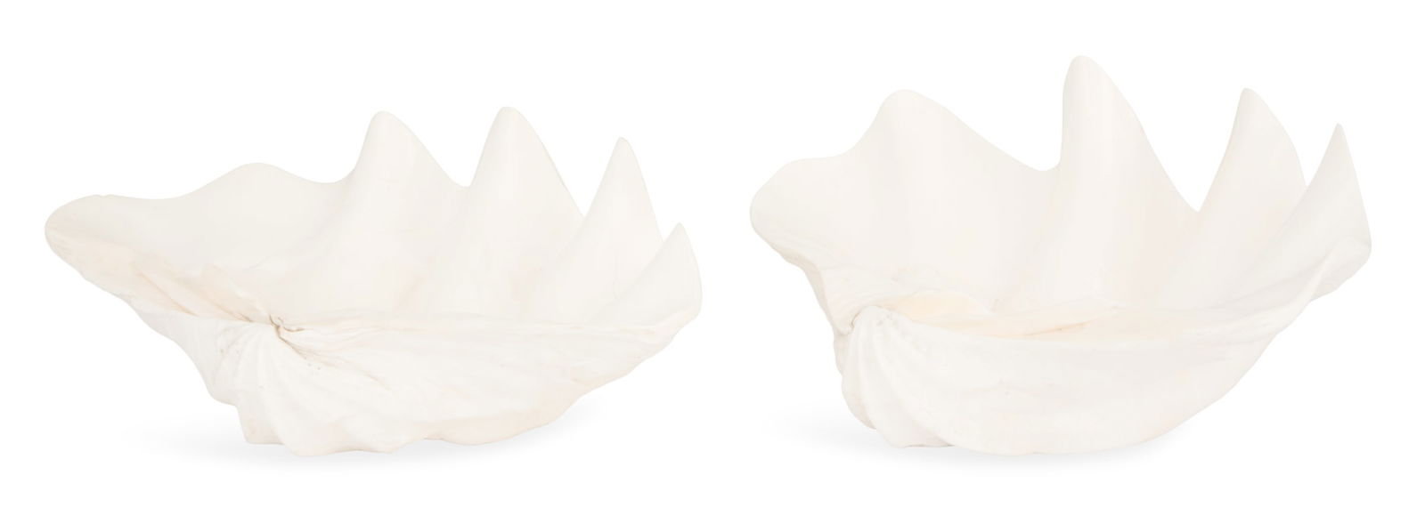 Two Natural Clam Shells - 2