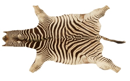 Vintage Zebra Hide