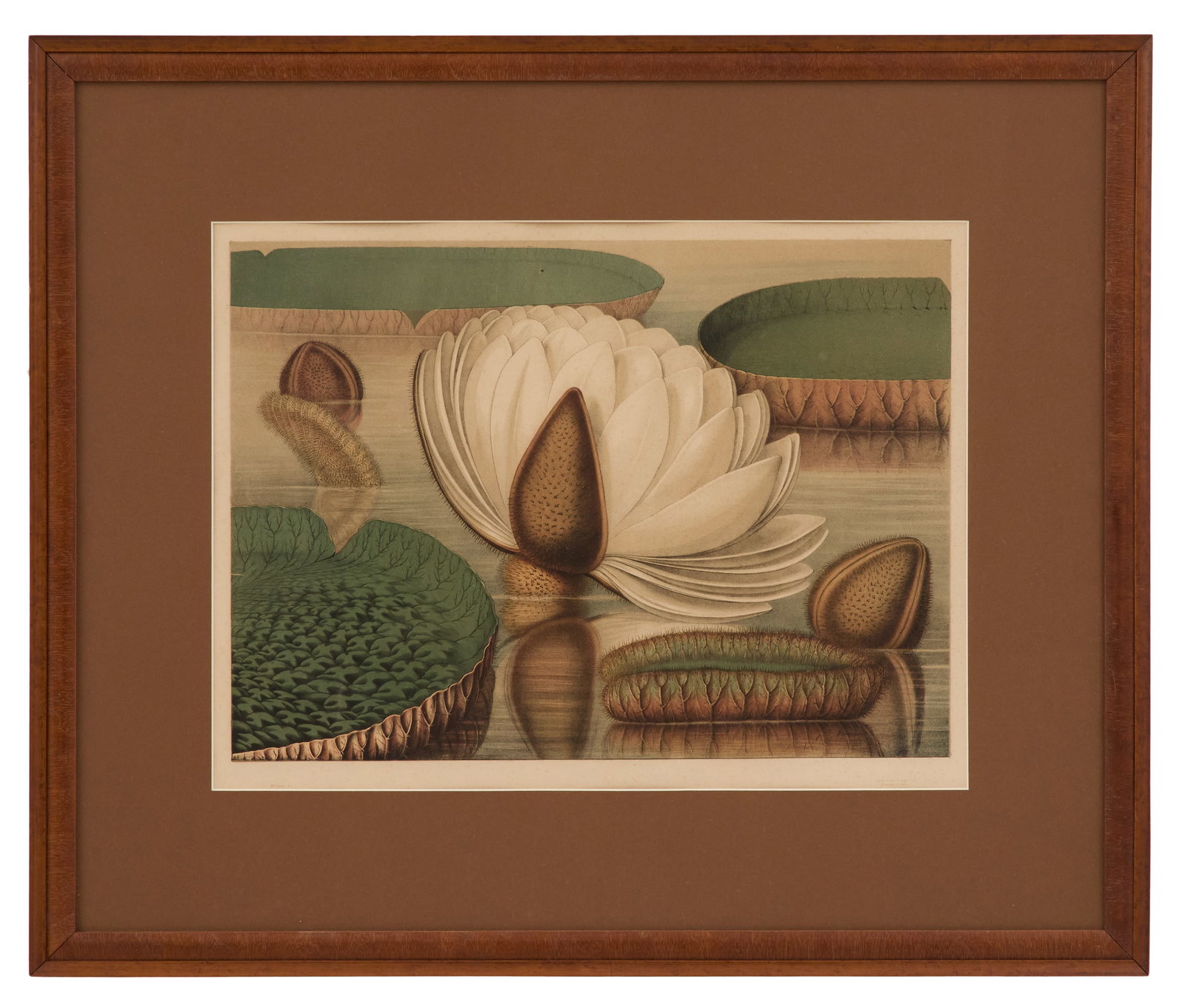 Sharp and Allen Chromolithograph "Victoria Regia" (1 of 2)