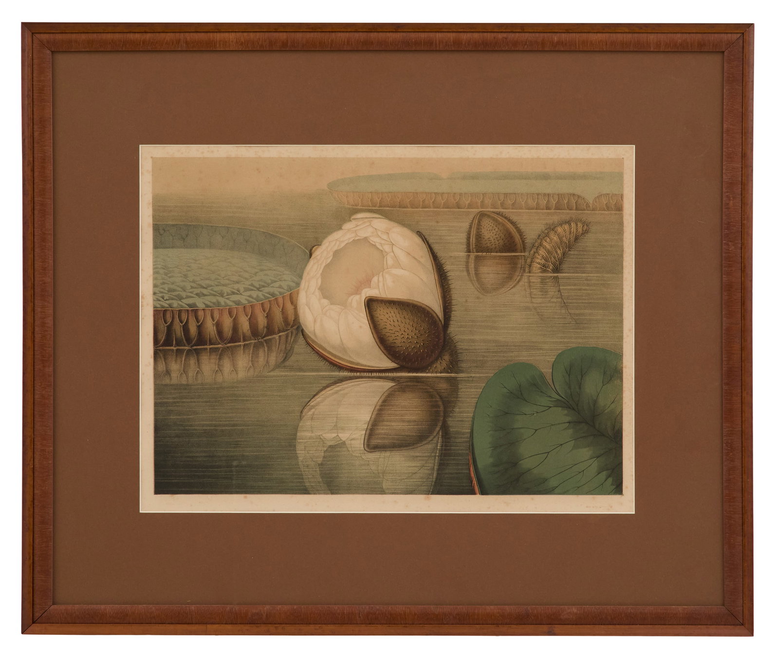 Sharp and Allen Chromolithograph "Victoria Regia" (1 of 2)