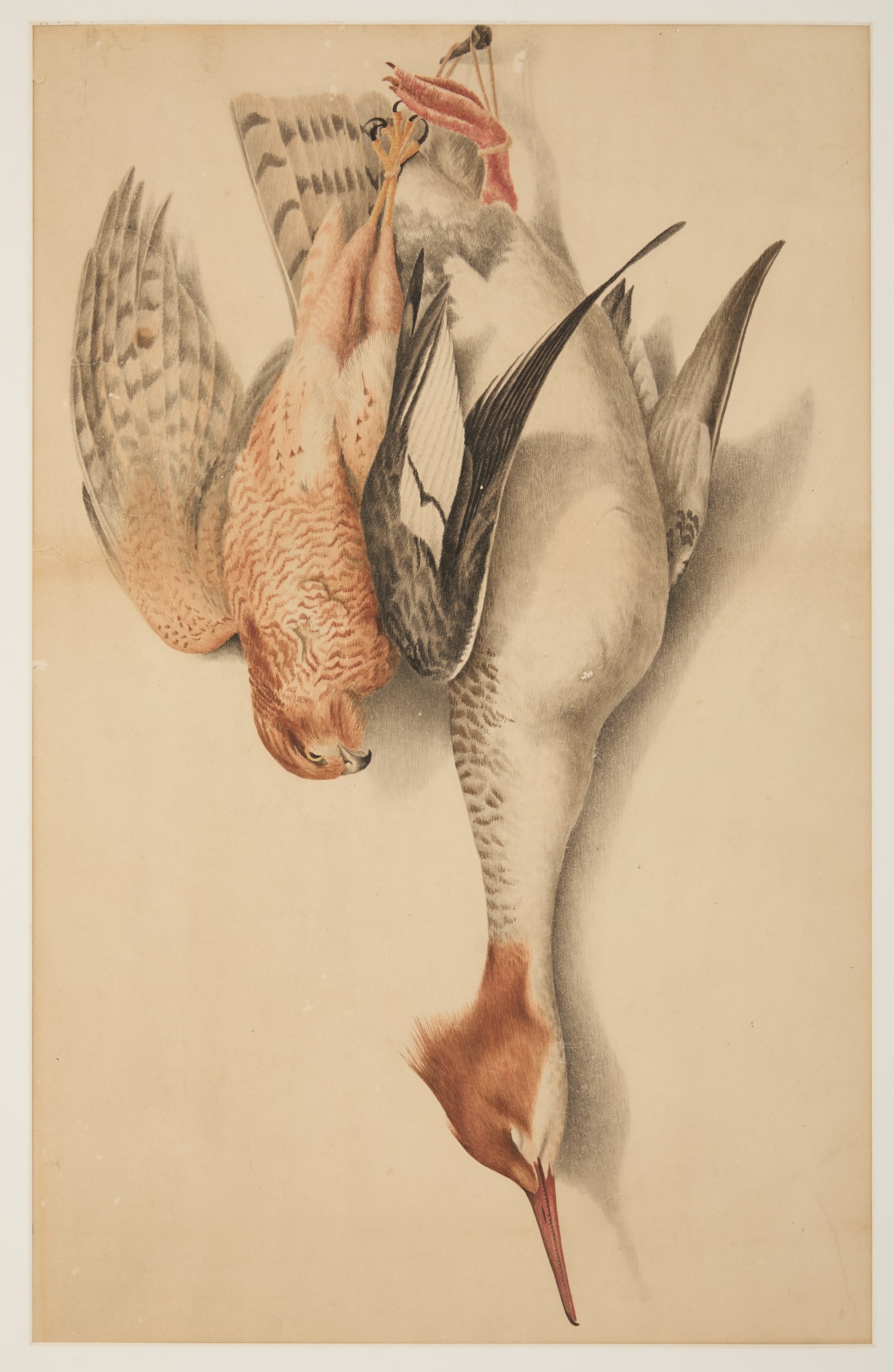 Attr. to Achille Perelli (New Orleans, 1822-1891): Attributed to Achille Perelli(Italian/New Orleans, 1822-1891)"Nature Morte: Smew or Shell Duck and Sparrow Hawk", 1840watercolor on paperunsigned, titled and dated en verso, with an artist plaque.Matt