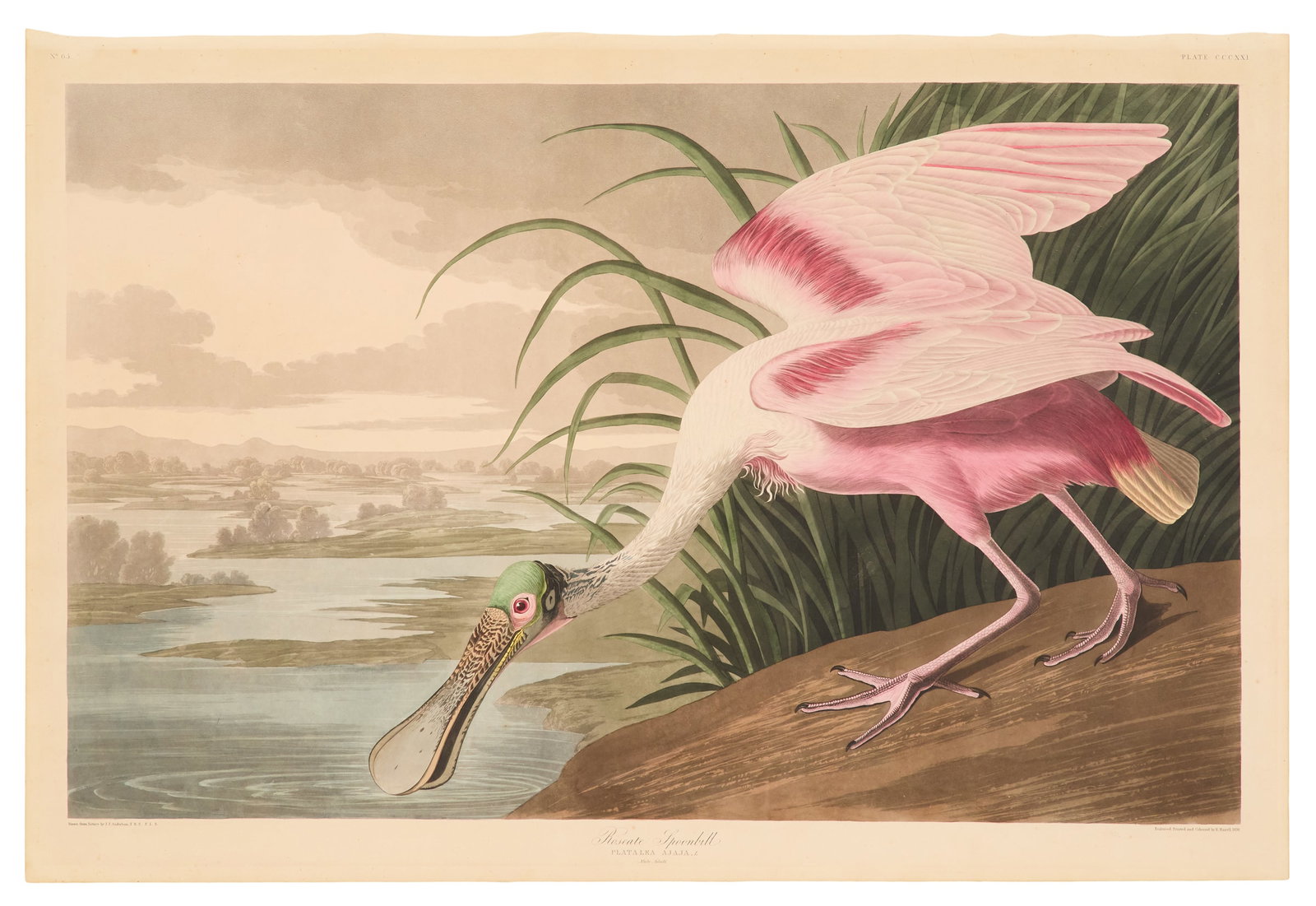After John James Audubon (American, 1785-1851) (1 of 8)