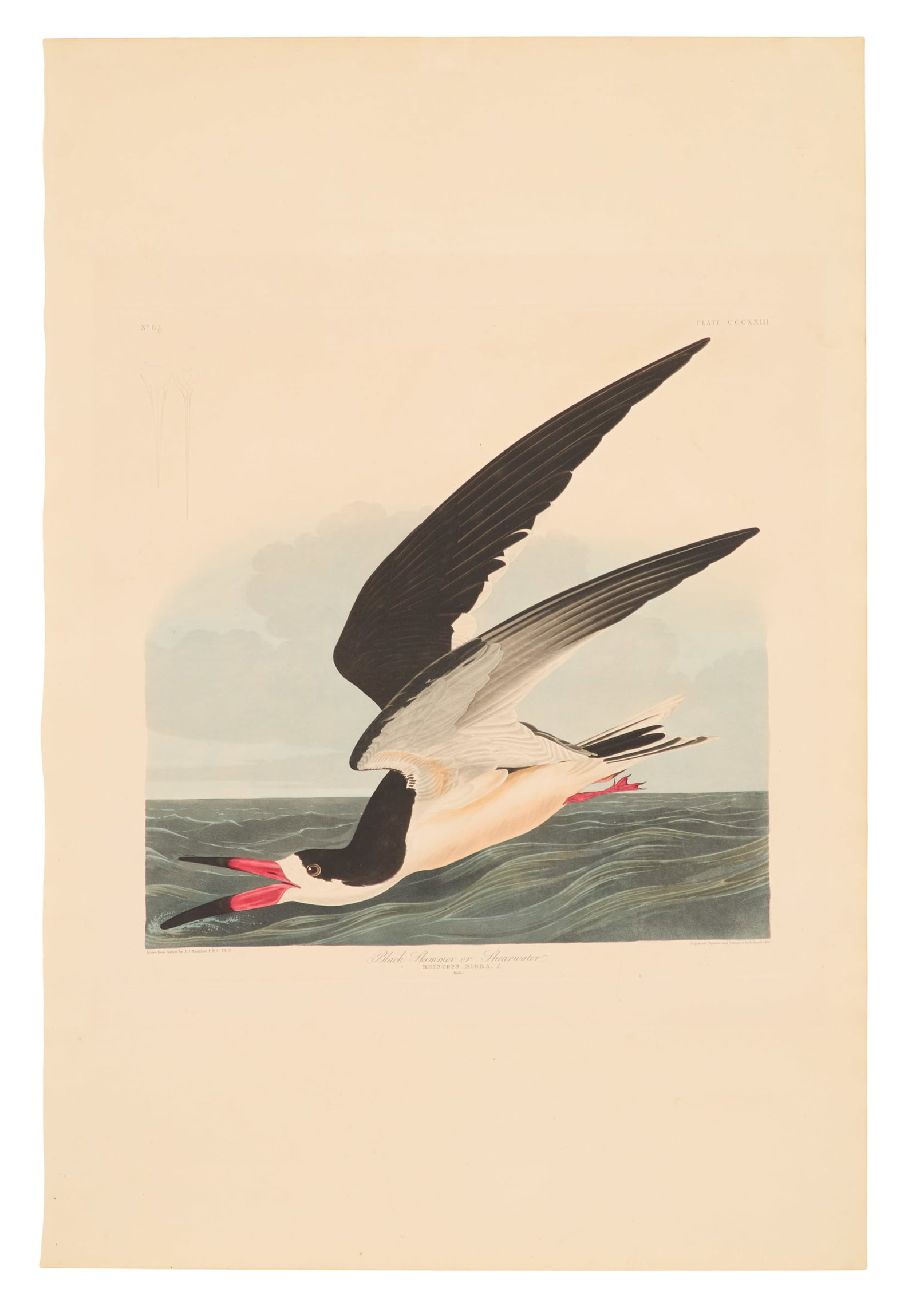 After John James Audubon (American, 1785-1851) (1 of 6)