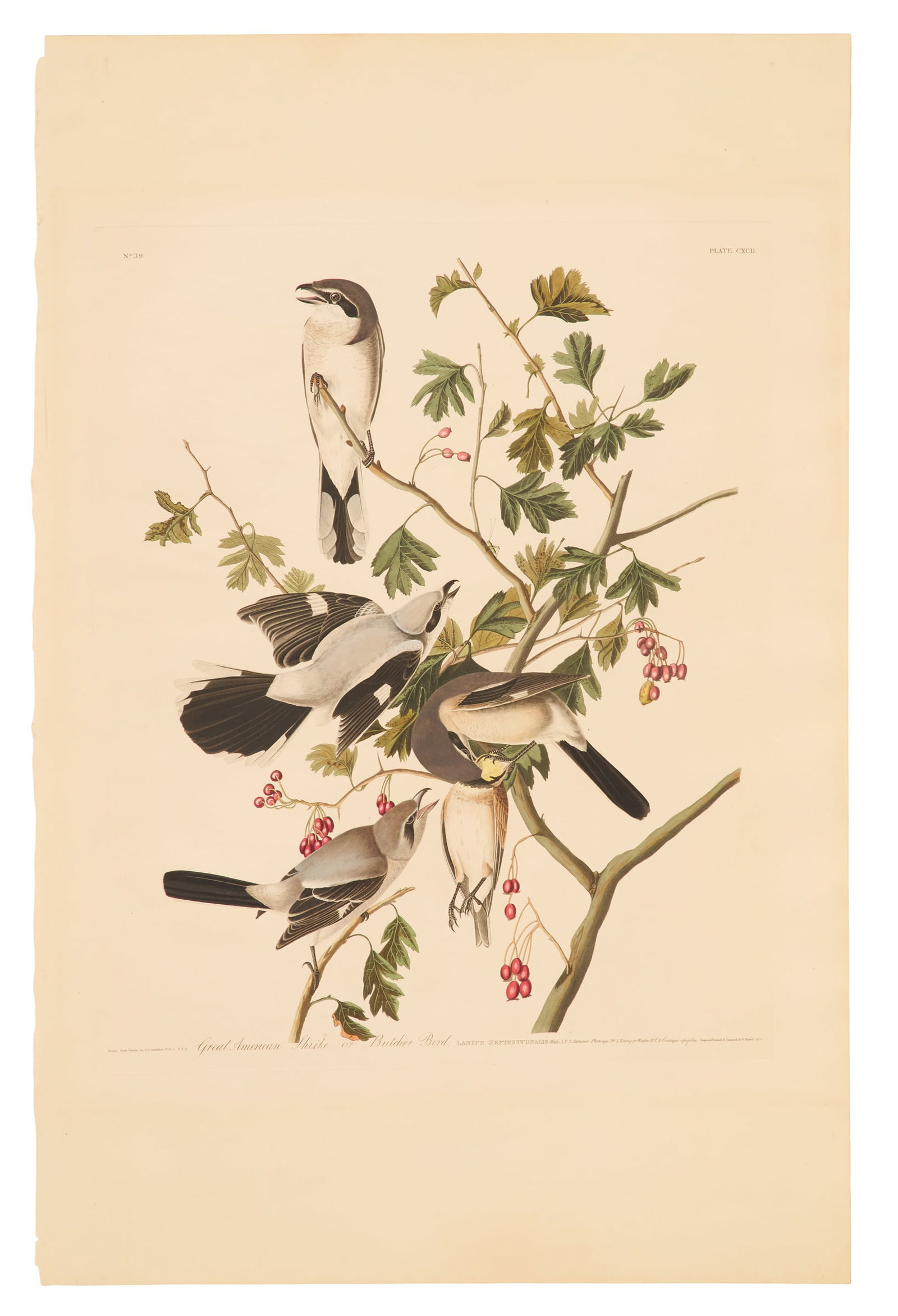 After John James Audubon (American, 1785-1851) (1 of 5)