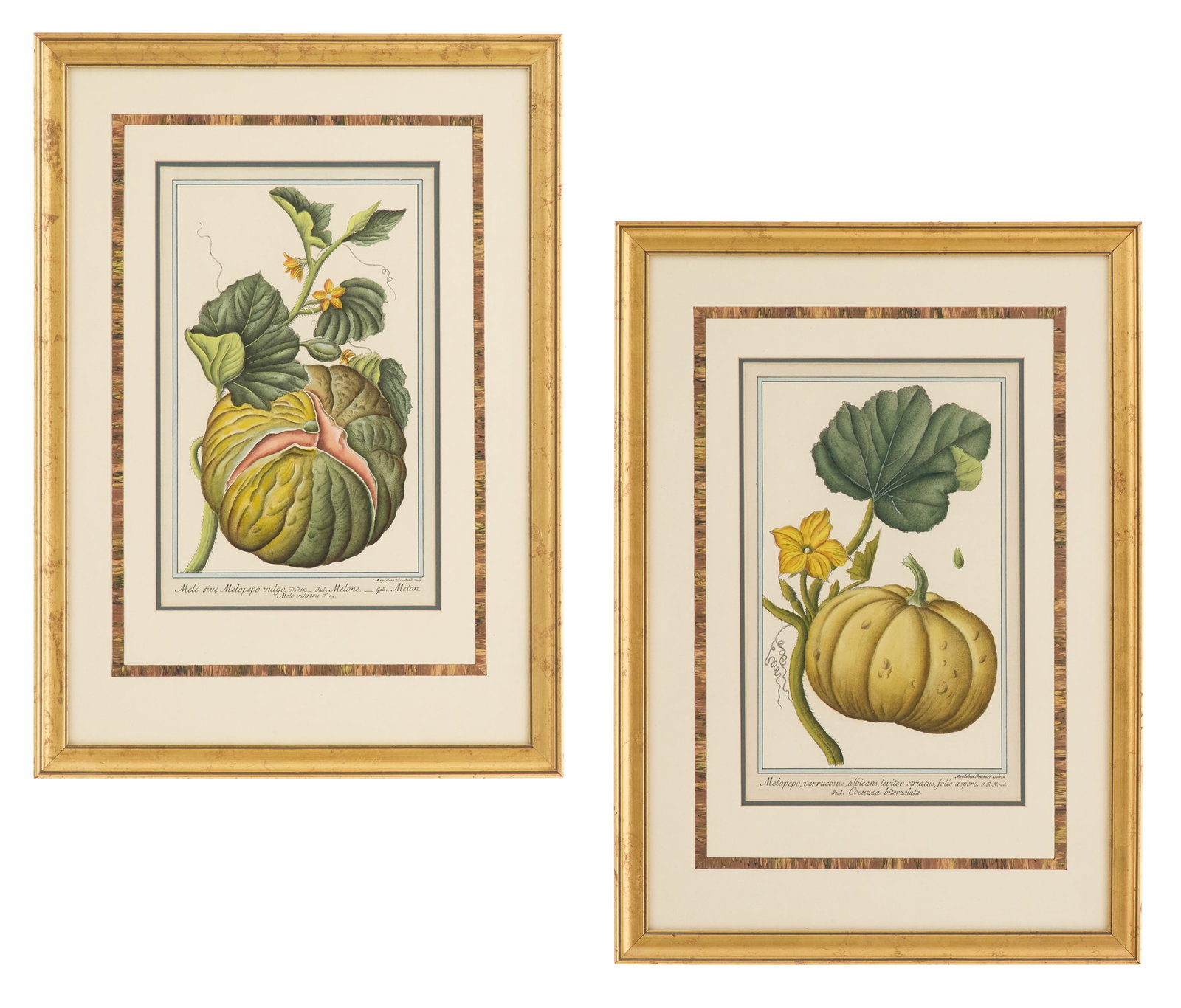 Two Italian Engravings of "Melopepo (Melon)" (1 of 5)