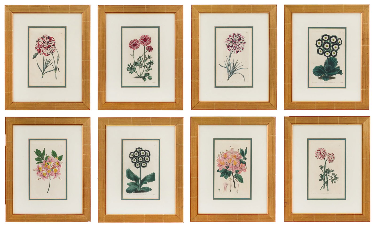 Eight English Engravings of Garden Blooms: Suite of Eight English Hand-Colored Engravings of Garden Blooms seven after Edwin Dalton Smith (1800-1883), engraved by Steven Watts (J. Watts, 19th Century), from The Florist's Guide, and Cultivator?