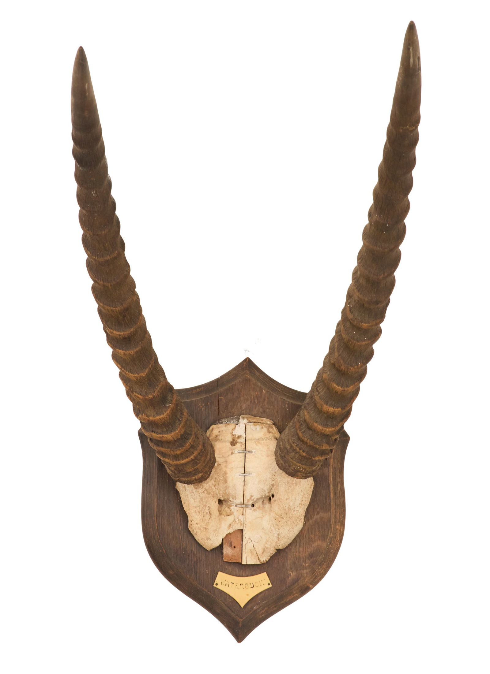 Mounted Waterbuck Antlers (1 of 3)