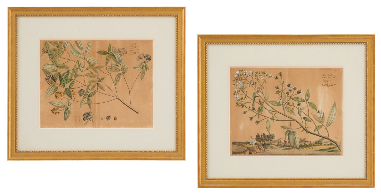 Two Dutch Hand-Colored Botanical Engravings: Two Dutch Hand-Colored Botanical Engravings 17th century, including "Kadali" and "Kalou Kadali", after Hendrik Adriaan van Rheede (Dutch, 1637-after 1691), from his Hortus Malabaricus. Matted, glazed 