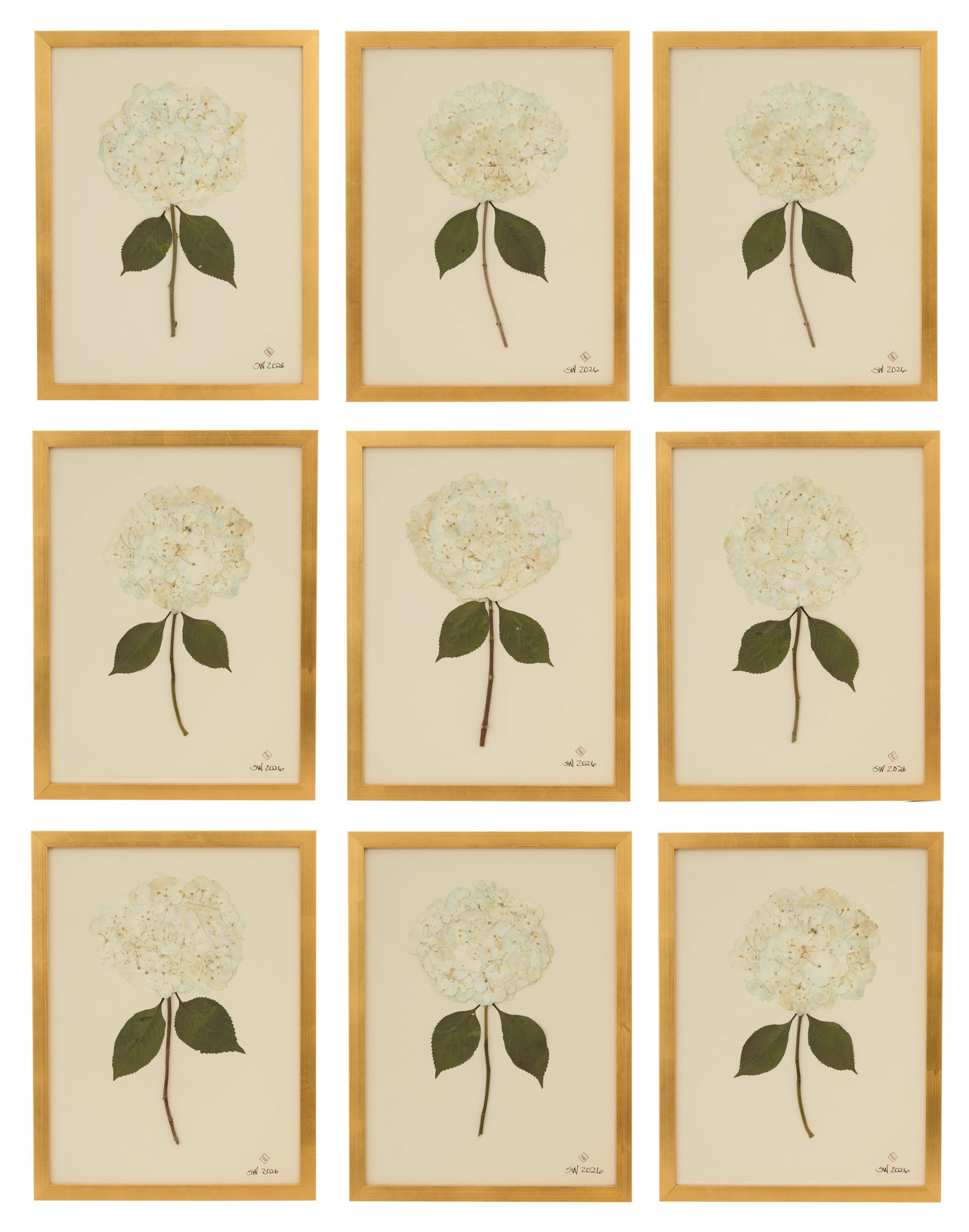 Group of Nine Mounted Botanicals of Hydrangeas (1 of 2)