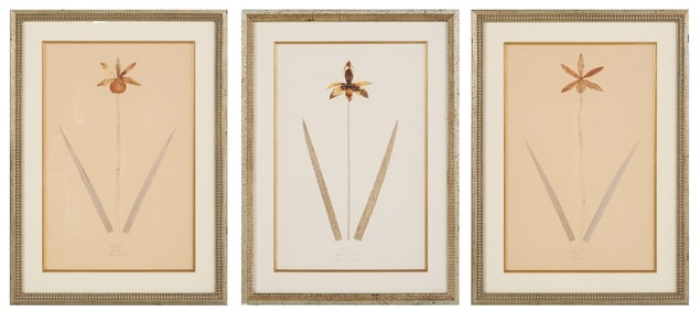 Three Vintage Pressed Botanicals