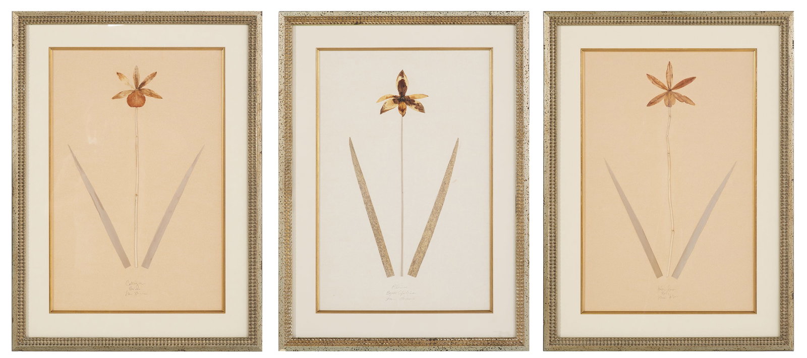 Three Vintage Pressed Botanicals (1 of 5)