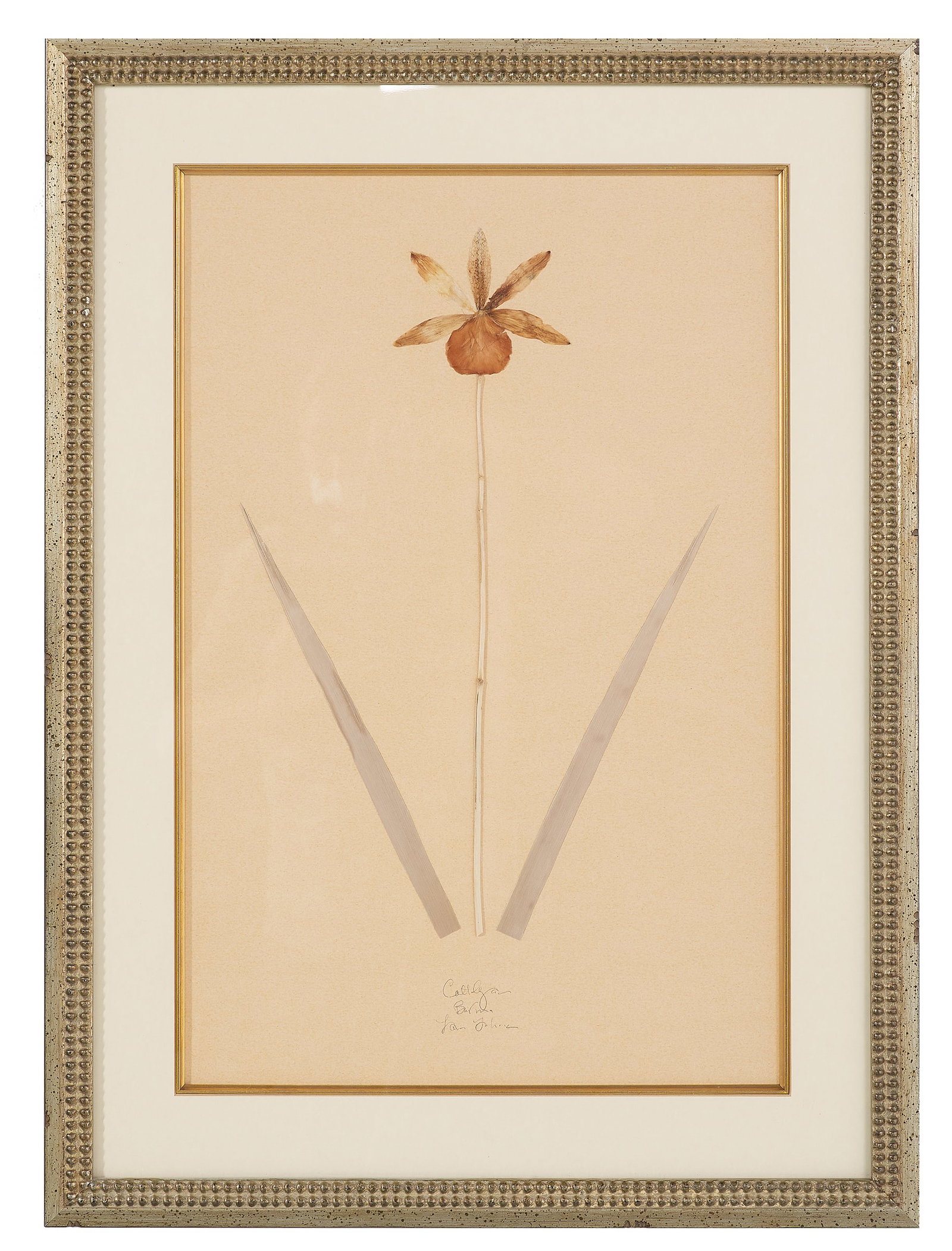 Three Vintage Pressed Botanicals - 2