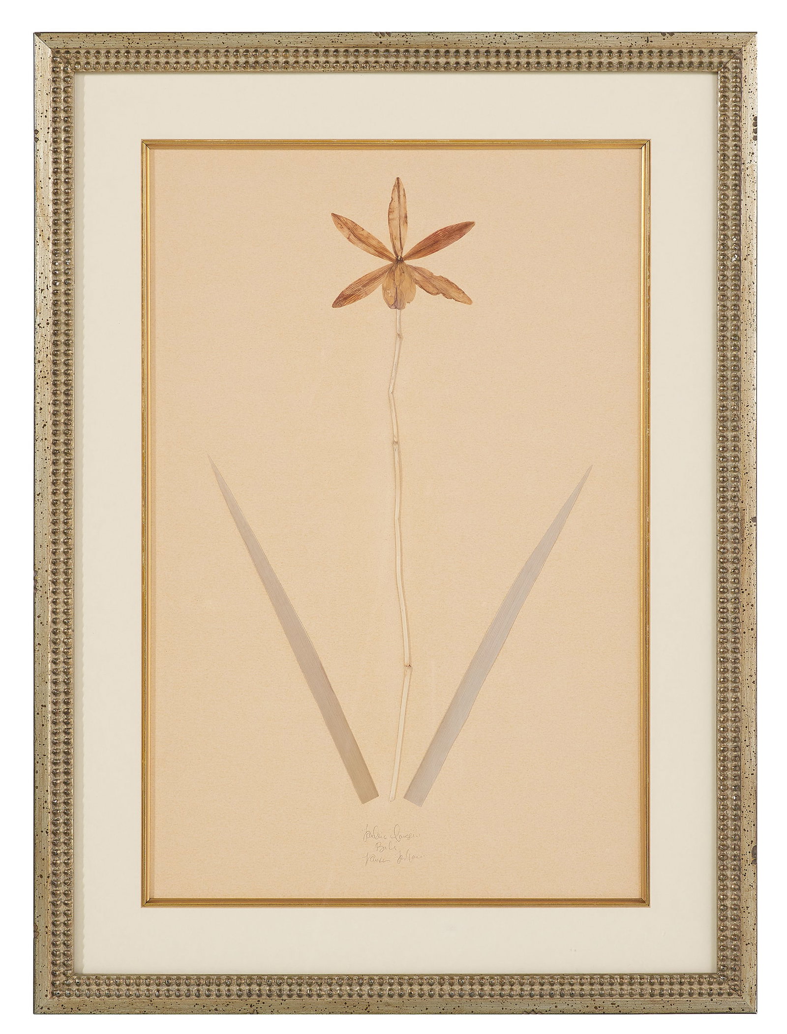 Three Vintage Pressed Botanicals - 3