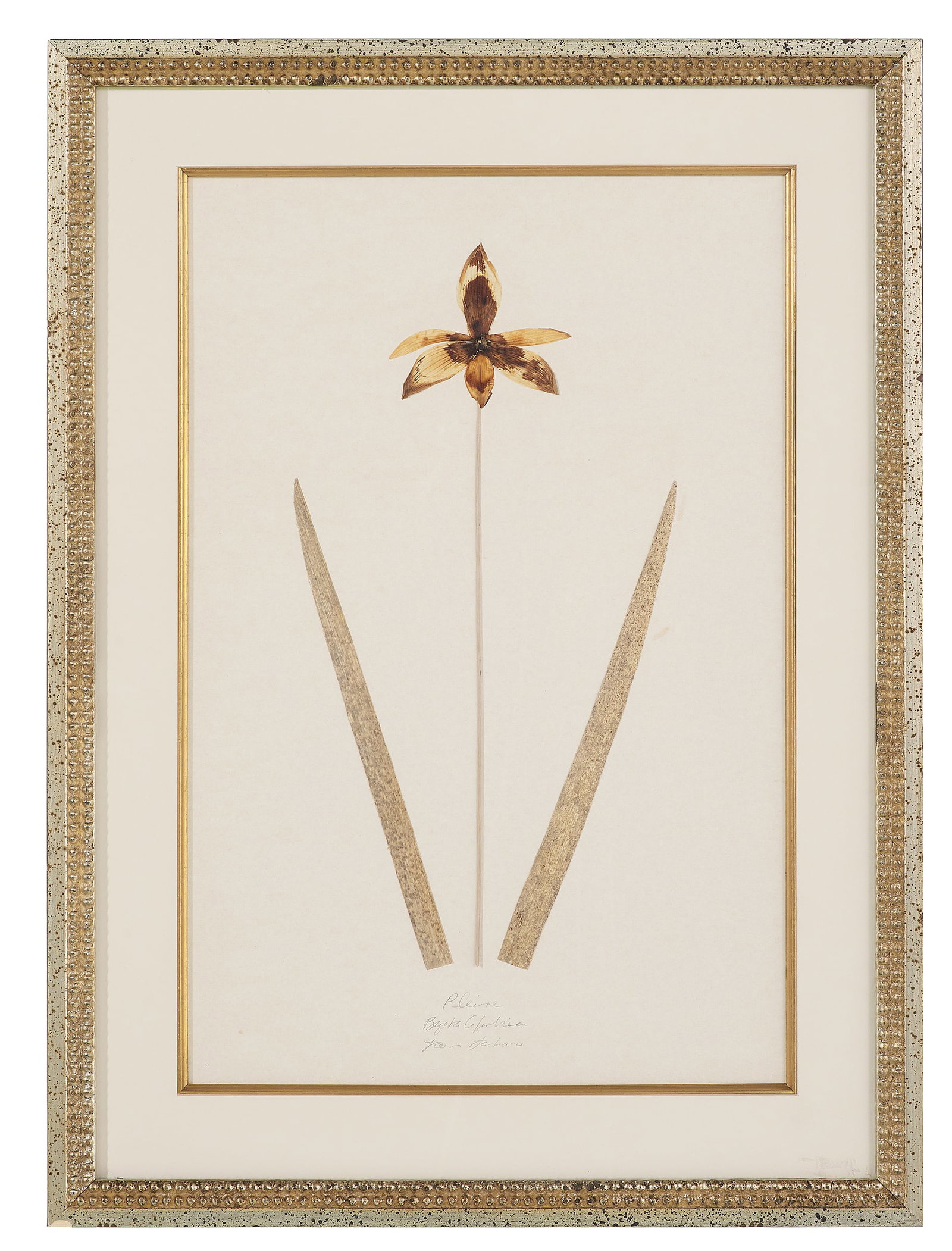 Three Vintage Pressed Botanicals - 4