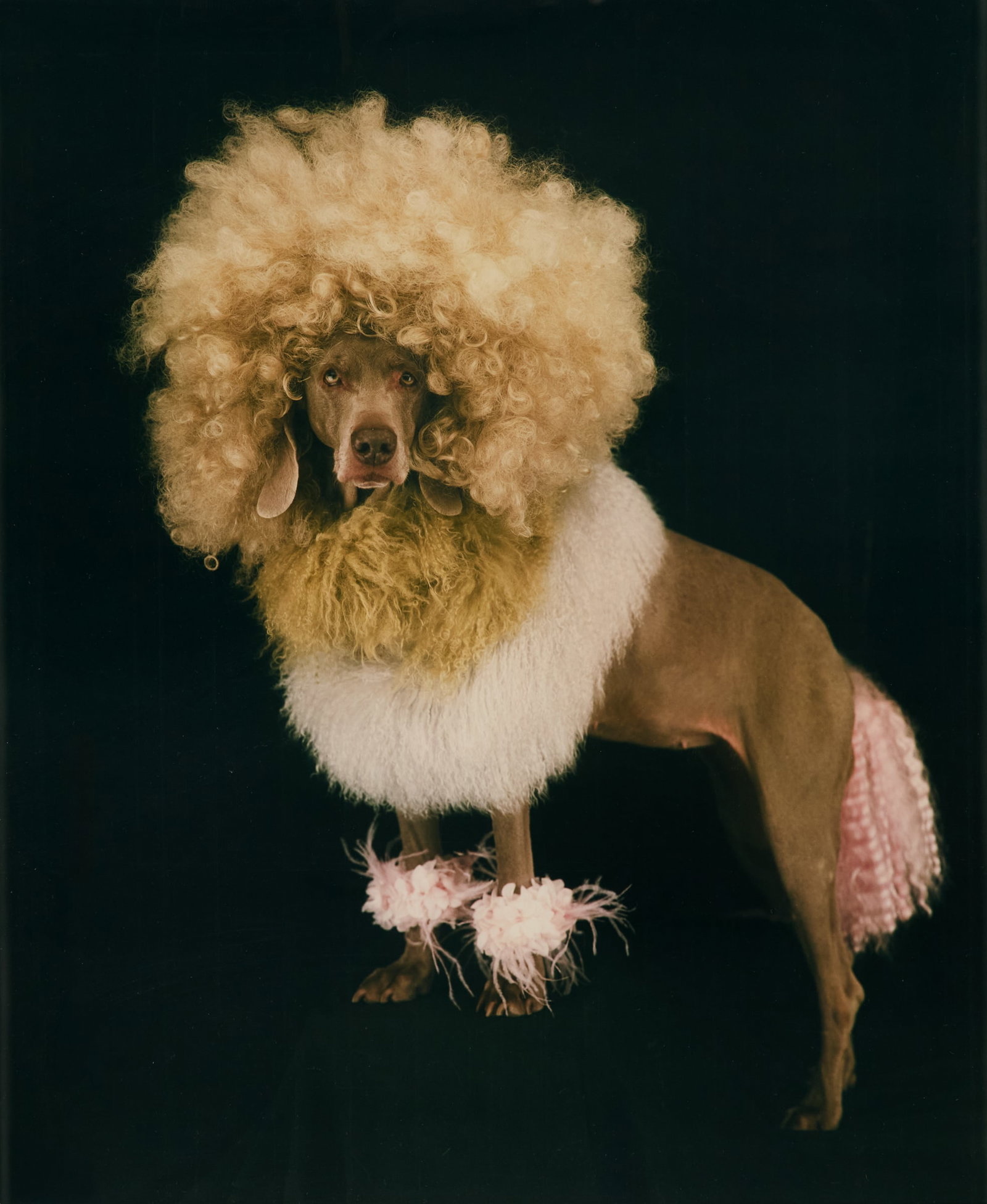 William Wegman (US, b. 1943) (1 of 4)