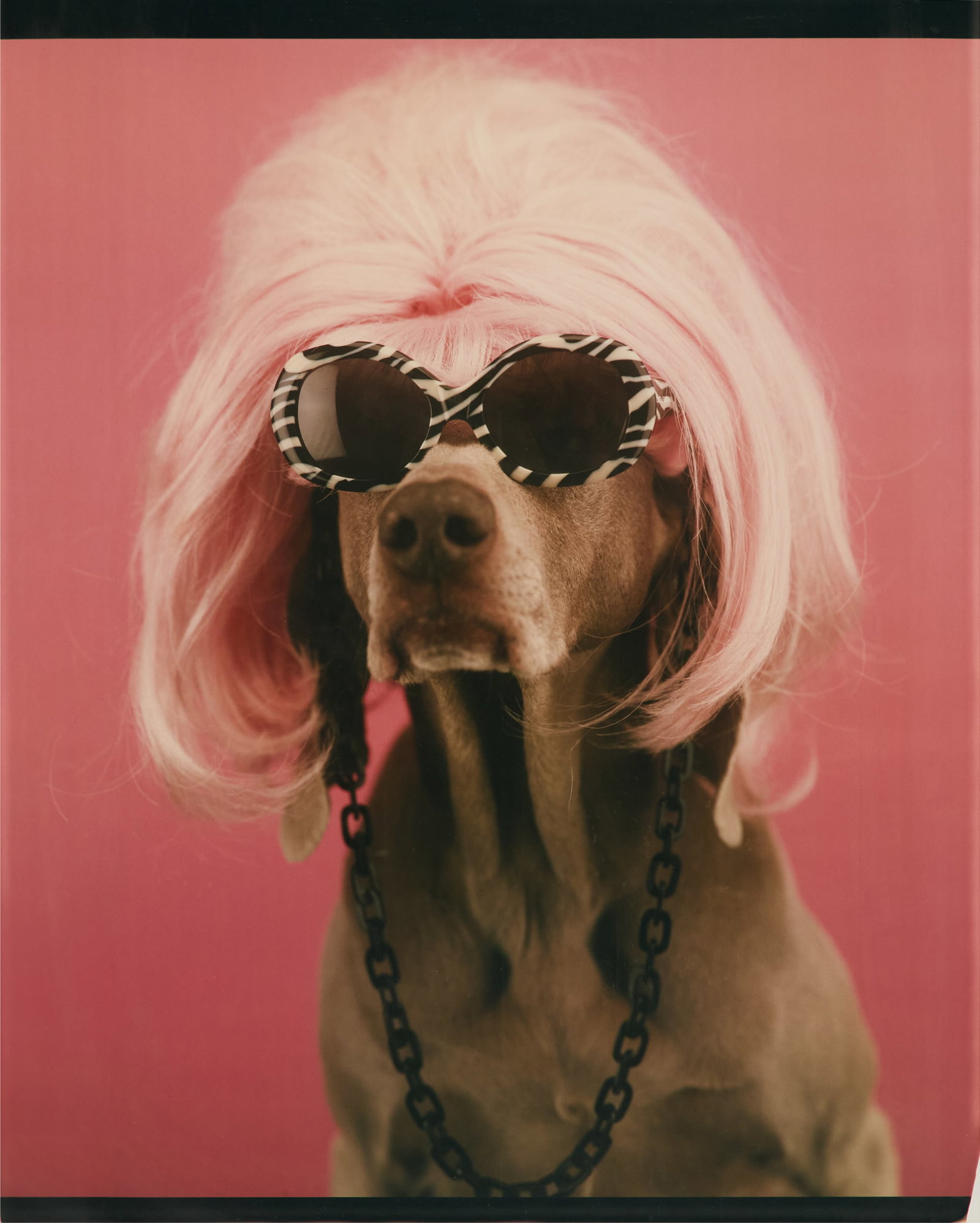 William Wegman (US, b. 1943) (1 of 4)