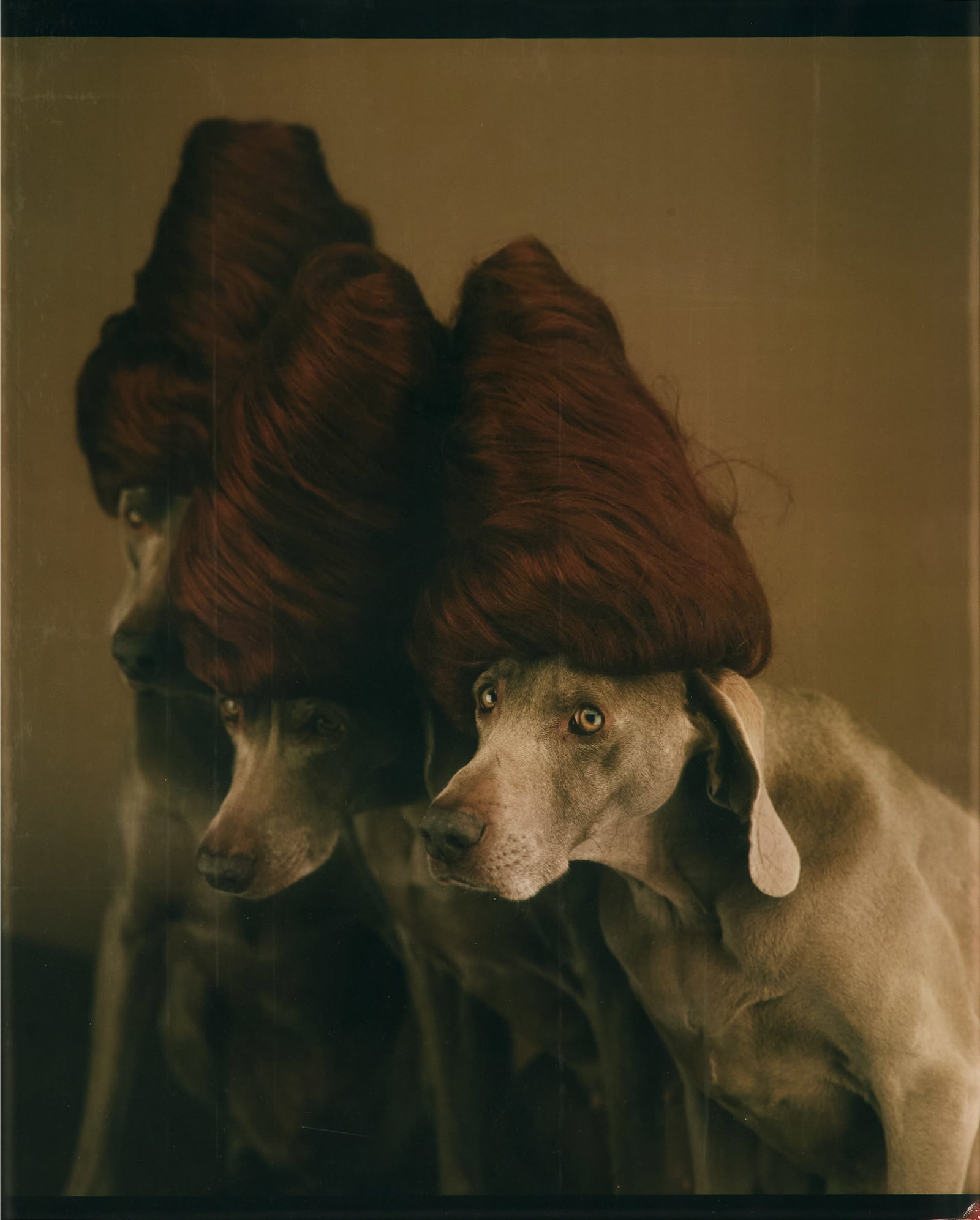 William Wegman (US, b. 1943) (1 of 4)