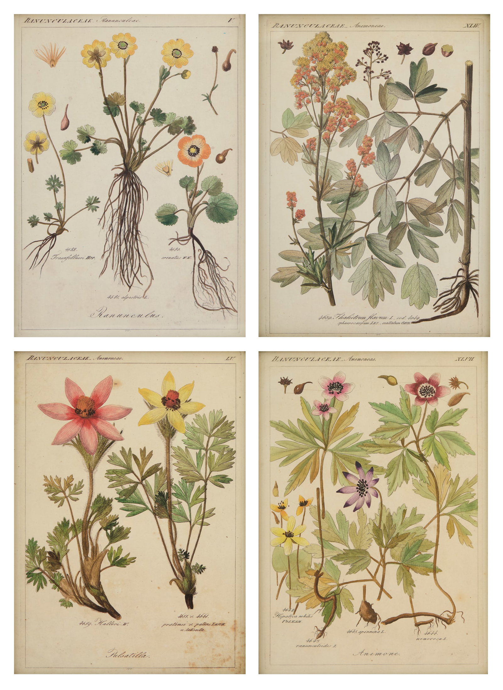 Four Botanical Offset Lithographs (1 of 7)