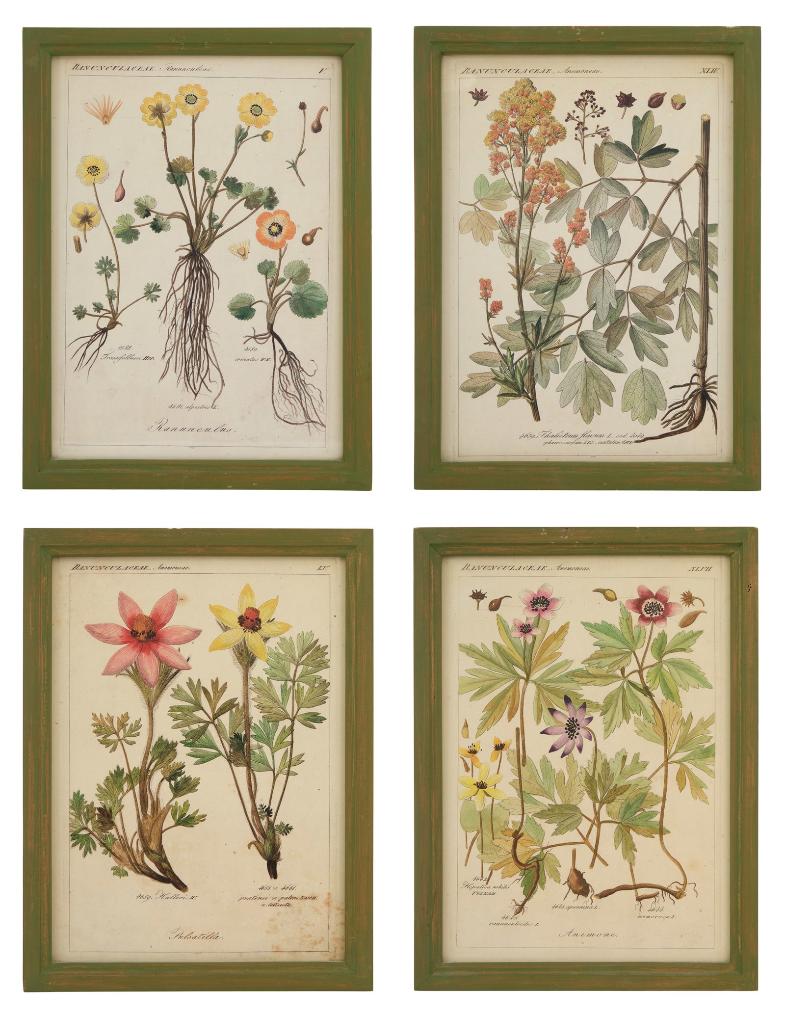 Four Botanical Offset Lithographs - 2
