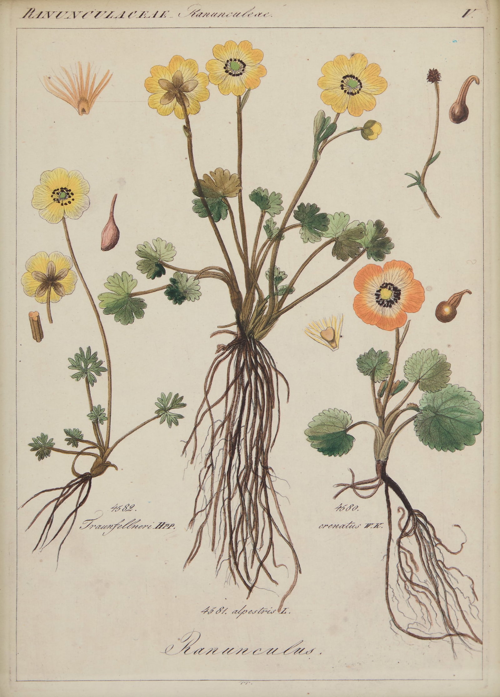 Four Botanical Offset Lithographs - 3
