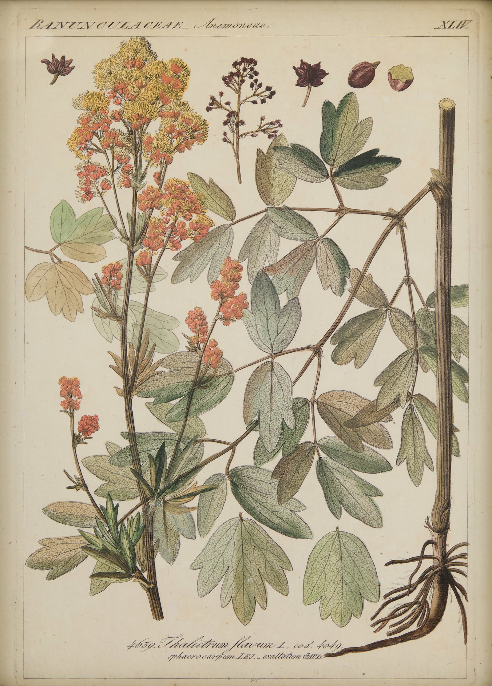 Four Botanical Offset Lithographs - 4