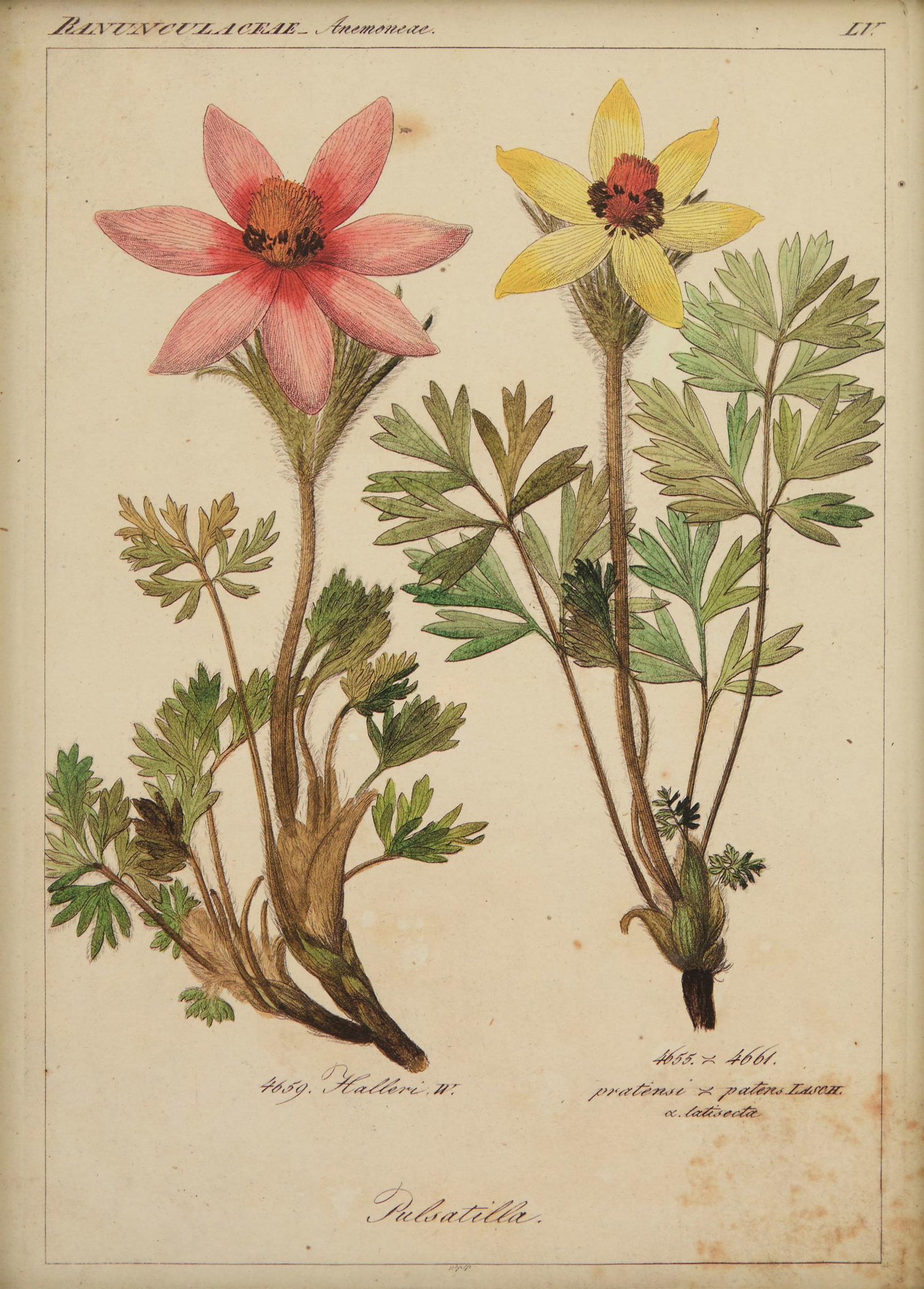 Four Botanical Offset Lithographs - 5
