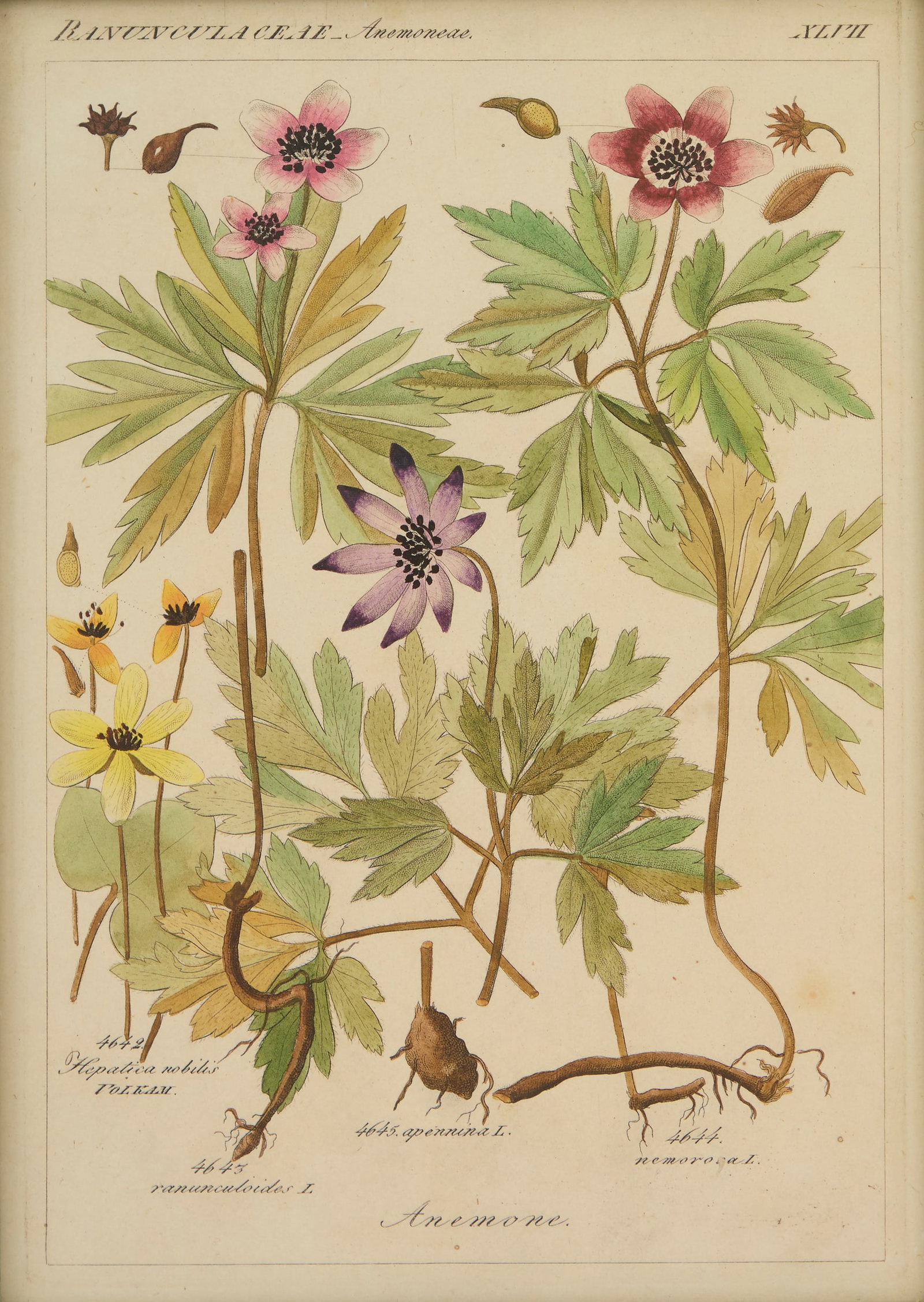 Four Botanical Offset Lithographs - 6