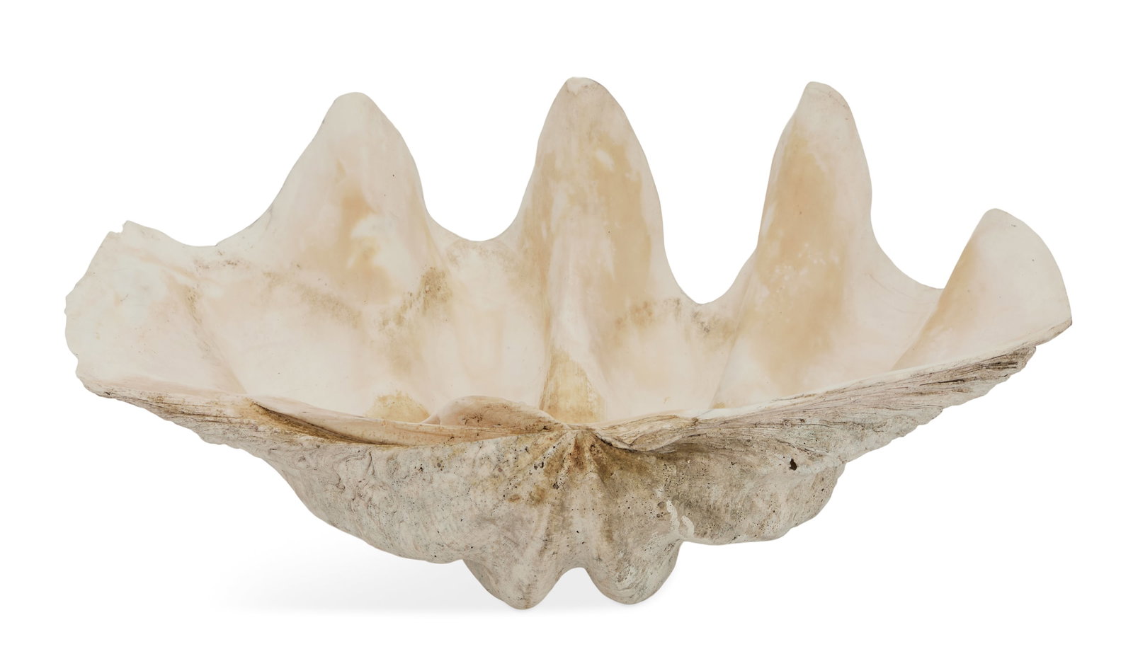 Large Clam Shell: Large Clam Shell with a calcified surface, retaining a rich patina. h. 10-1/2", w. 22-3/4", d. 14"