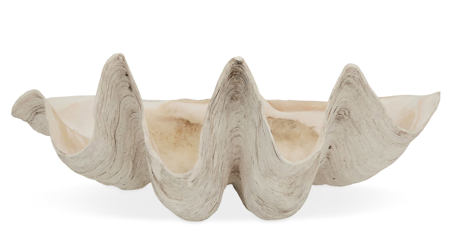 Large Clam Shell - 2