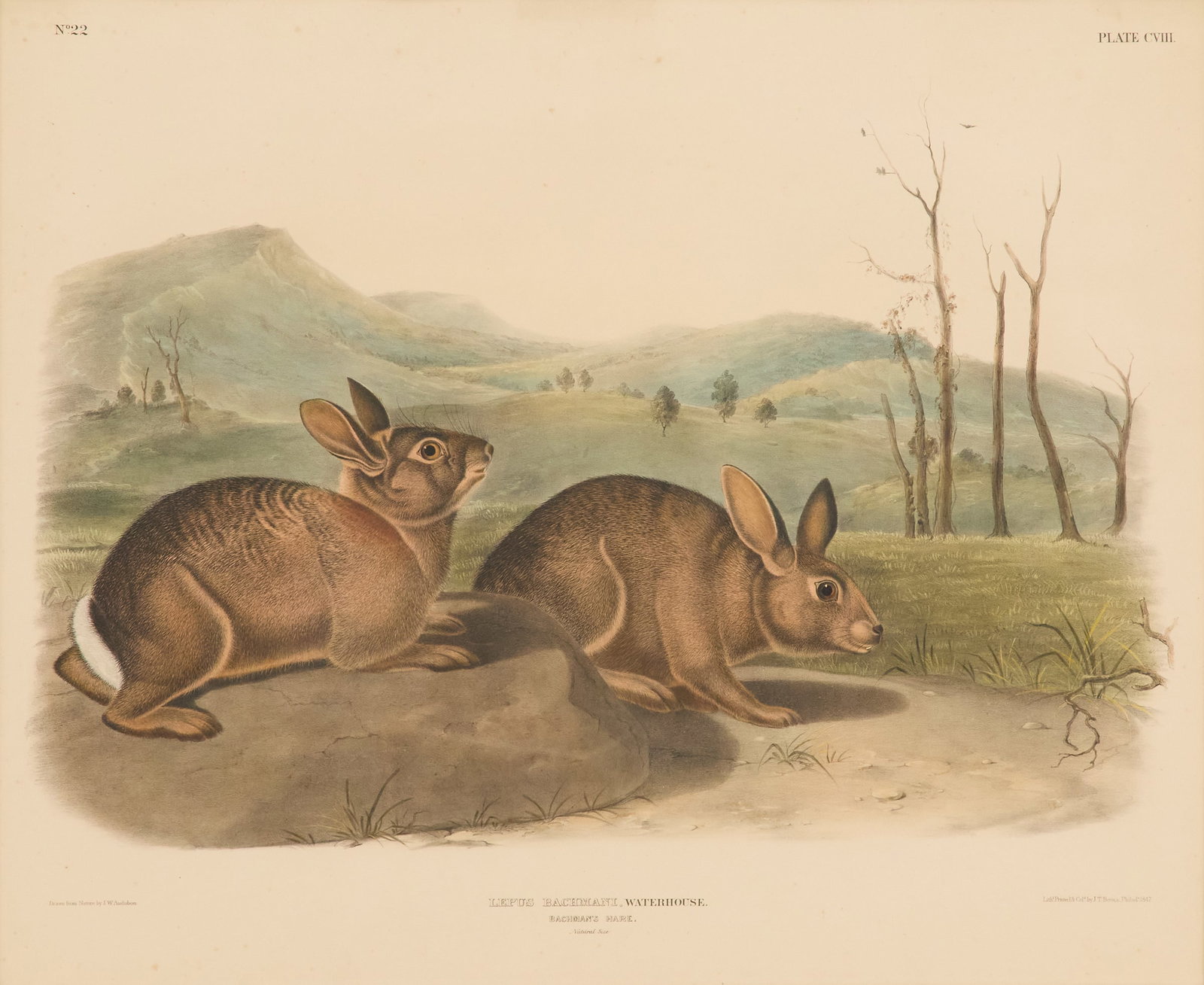 After John Woodhouse Audubon (US, 1812-1862) (1 of 3)