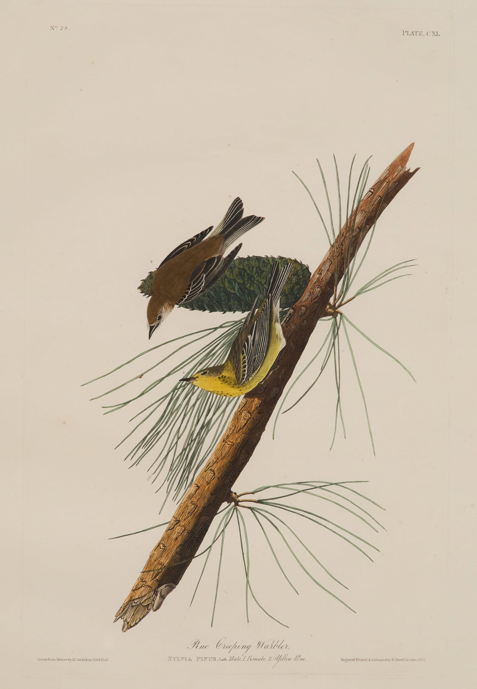 After John James Audubon (American, 1785-1851): After John James Audubon (American, 1785-1851) "Pine Creeping Warbler, No. 28, Plate CXL (140)", 1832 hand-colored engraving engraved, printed and coloured by Robert Havell (1793-1878), London. Matted