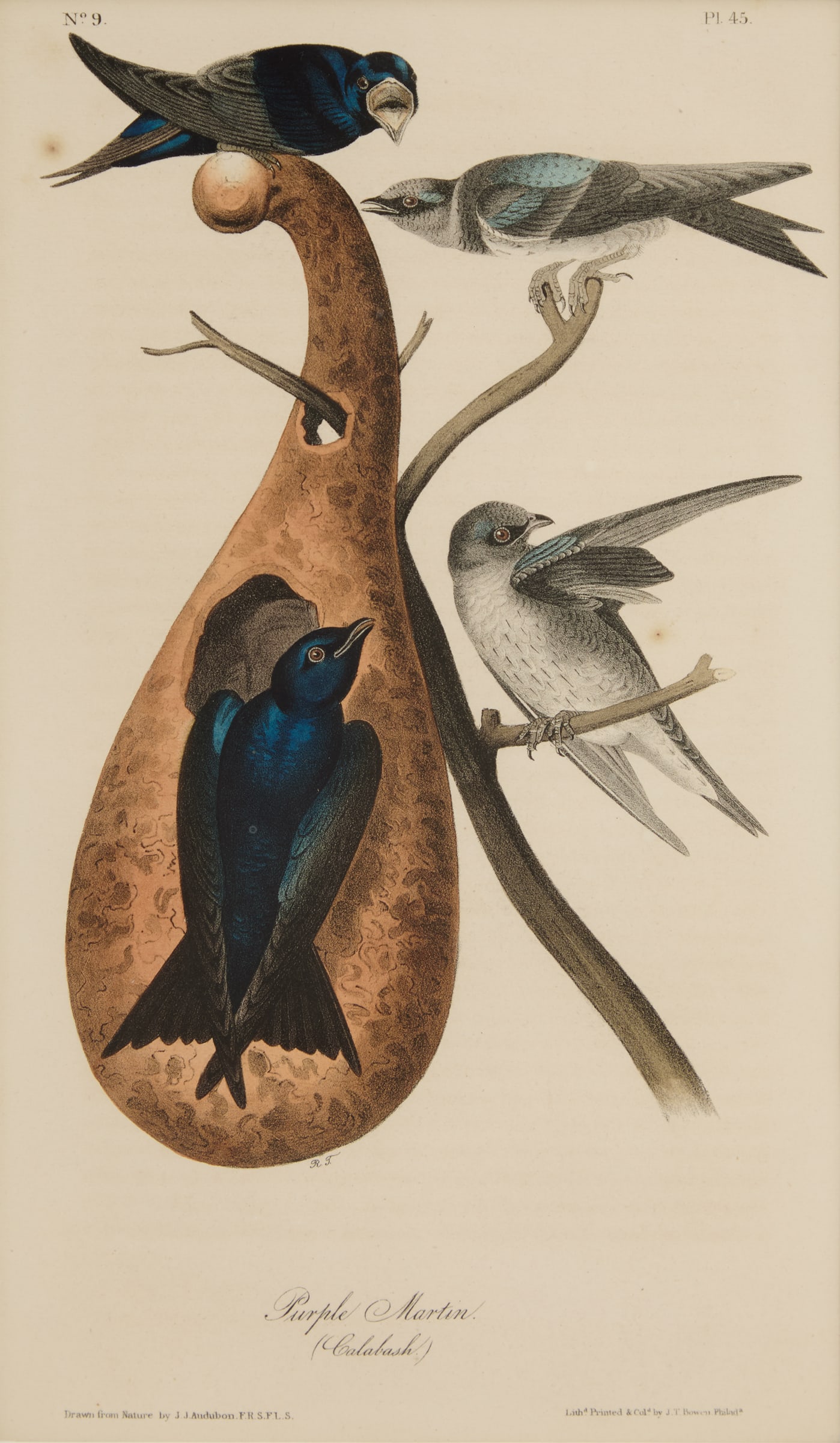 After John James Audubon (American, 1785-1851): After John James Audubon (American, 1785-1851) "Purple Martin (Calabash), No. 9, Plate 45" Royal Octavo hand-colored lithograph published in Birds of America, lithographer J.T. Bowen. Matted, glazed a