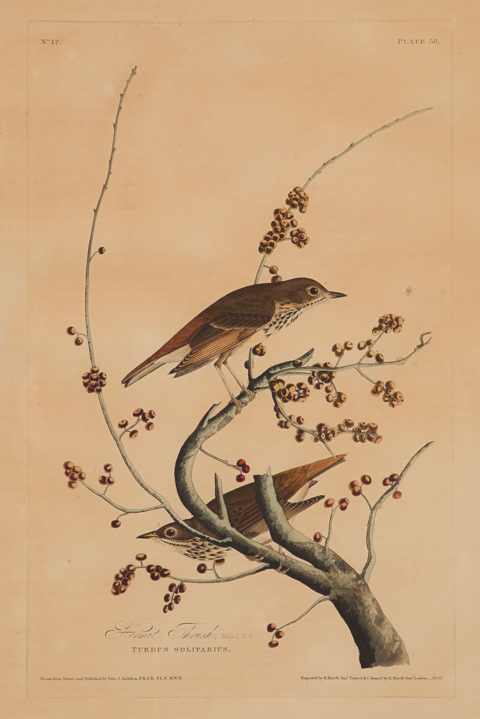 After John James Audubon (American, 1785-1851) (1 of 3)