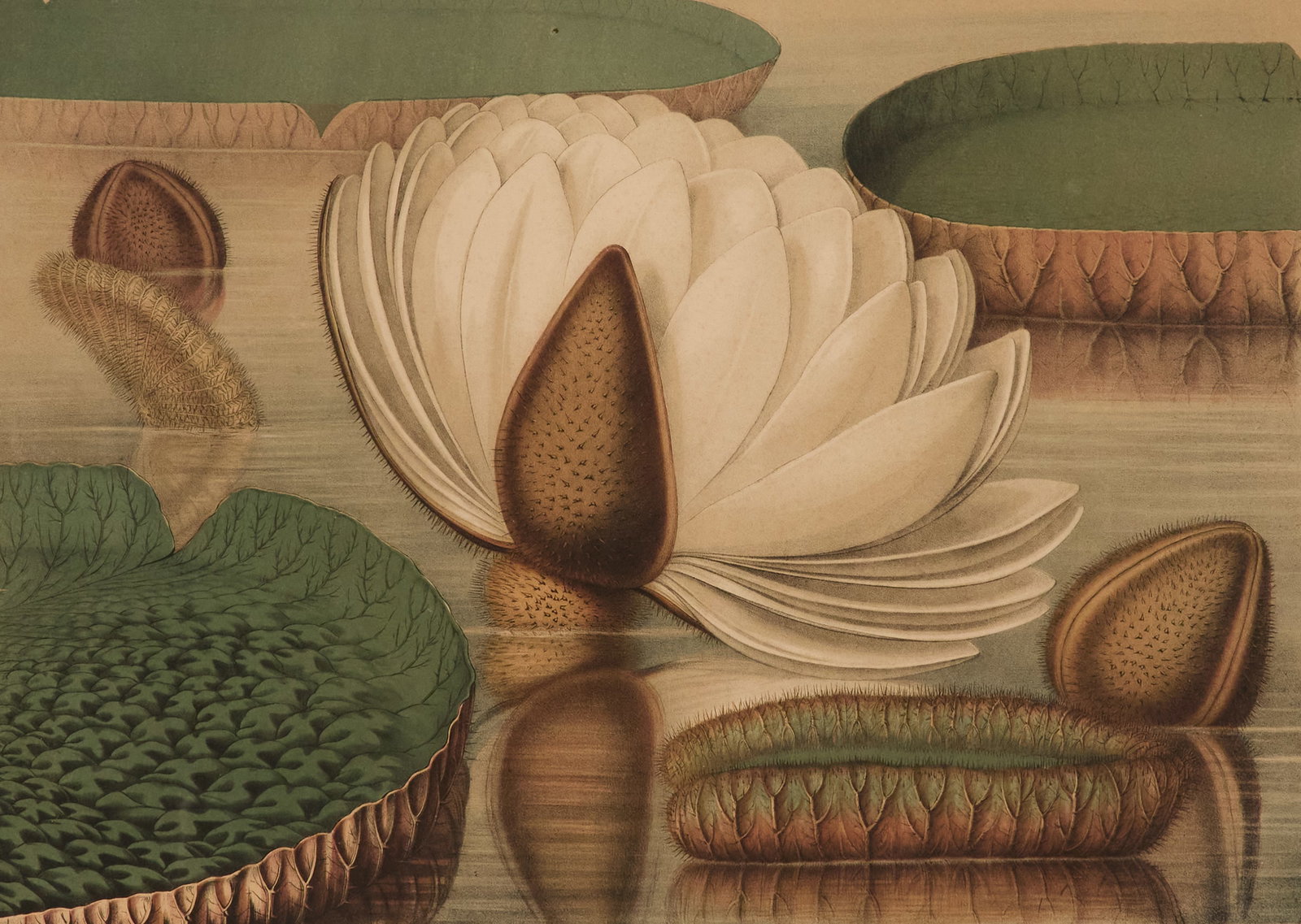 Sharp & Allen Chromolithograph "Victoria Regia" (1 of 3)