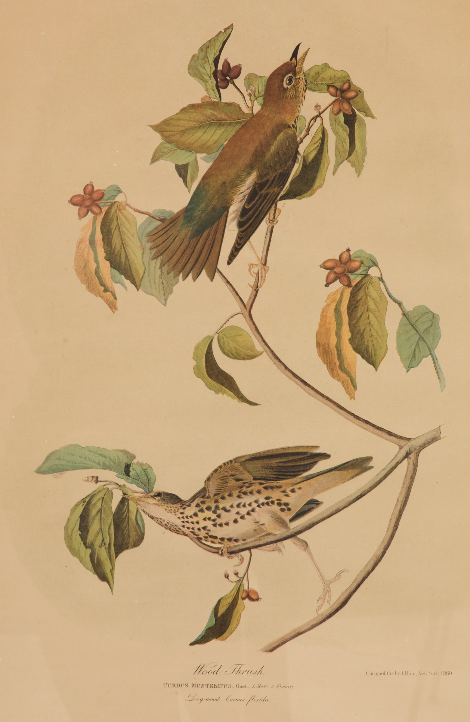 After John James Audubon (American, 1785-1851): After John James Audubon (American, 1785-1851) "Wood Thrush (Turdus Mustelinus. Gmel. 1 Male, 2 Female Dog-wood Cornus Florida), No. 2-7, Plate 144", 1860 chromolithograph chromolithography by Julius 