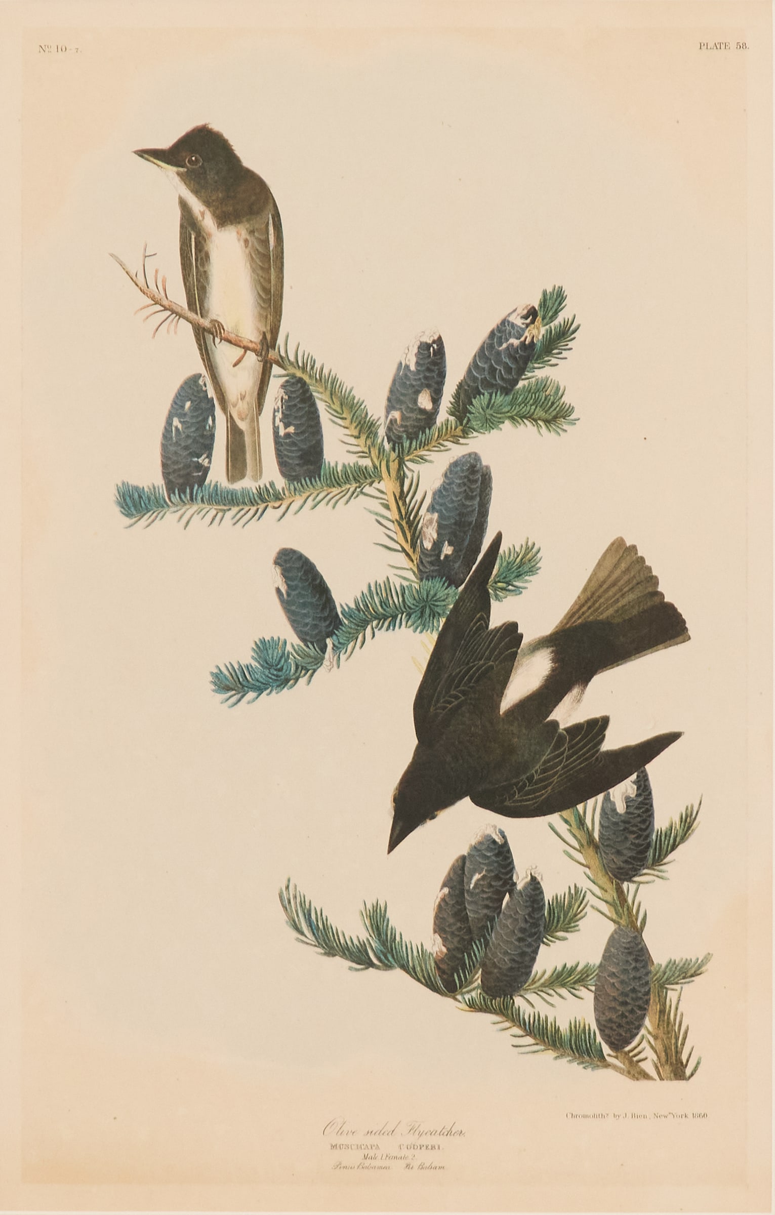 After John James Audubon (American, 1785-1851): After John James Audubon (American, 1785-1851) "Olive-sided Flycatcher, No. 10-7, Plate 58", 1860 chromolithograph from The Birds of America, published by Julius Bien, New York. Matted, glazed and fra