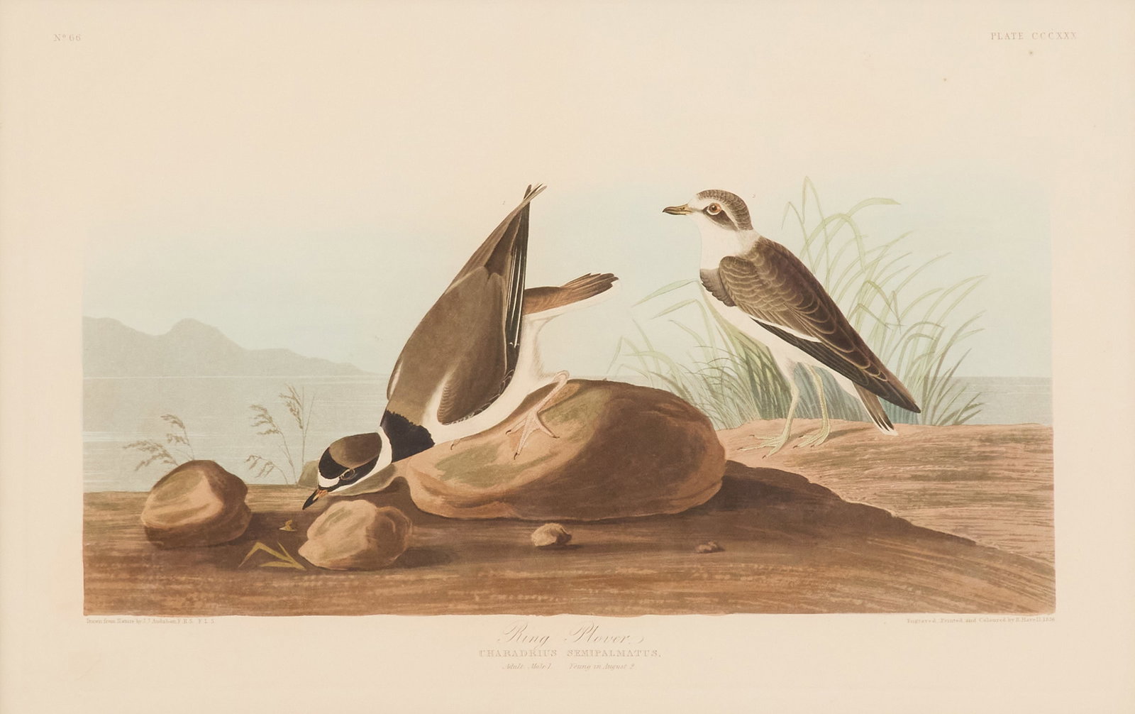 After John James Audubon (American, 1785-1851): After John James Audubon (American, 1785-1851) "Ring Plover, Charadrius semipalmatus, No. 66, Plate 330? chromolithograph Matted, glazed and framed. sheet 25-1/2? x 38?, framed 31? x 41-1/2? Provenanc