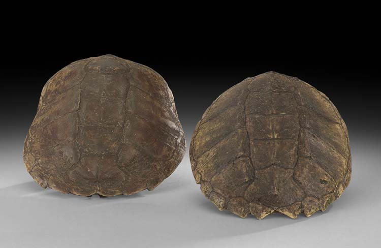 Pair of Large Snapping Turtle Shells: Pair of Large Snapping Turtle Shells, the segmented natural shells in mottled brown and gray tones, h. 13", w. 14-1/2".