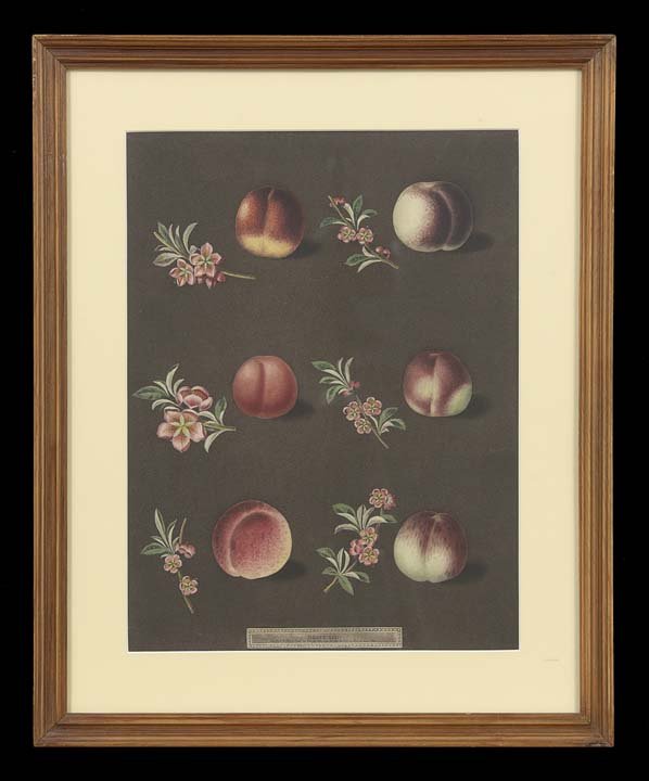 After George Brookshaw (British, 1757-1823): After George Brookshaw (British, 1757-1823), "Fruit Studies", suite of ten chromolithographs, sight 15-3/4" x 11-5/8". All glazed, matted and framed.
