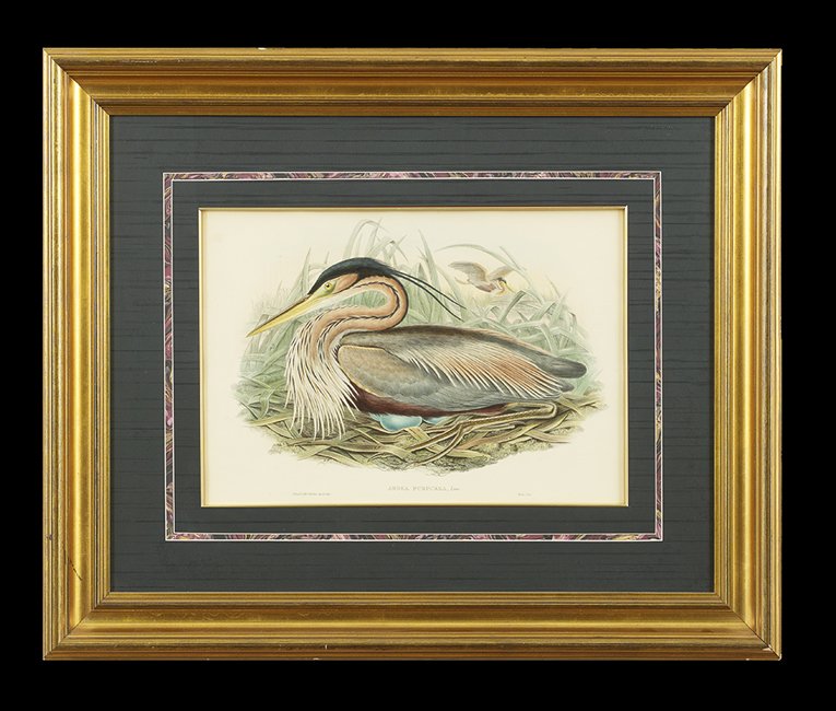 Two English Avian Lithographs: J. Gould and H. C. Richter, J. Wolf and W. Hart (British, 19th Century), "Grus Cinerea" and "Ardea Purpurea", two hand-colored lithographs, sight 14-3/8" x 20" and 13-5/8" x 19-5/8". Both glazed, matt