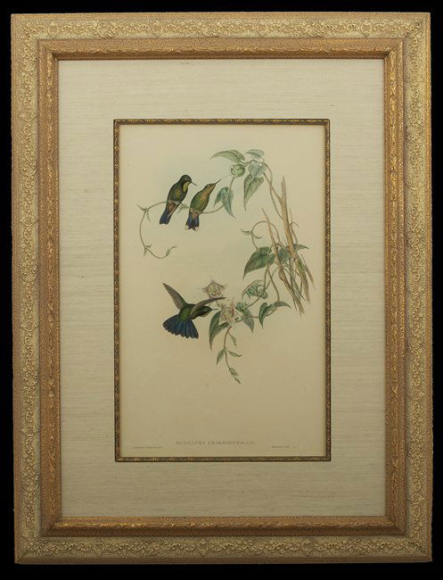 Two Gould & Richter Hummingbird Lithographs: John Gould and H. C. Richter (British, 19th Century), two hand-colored lithographs, sight 18-3/4" x 11-3/4". Both glazed, matted and framed.