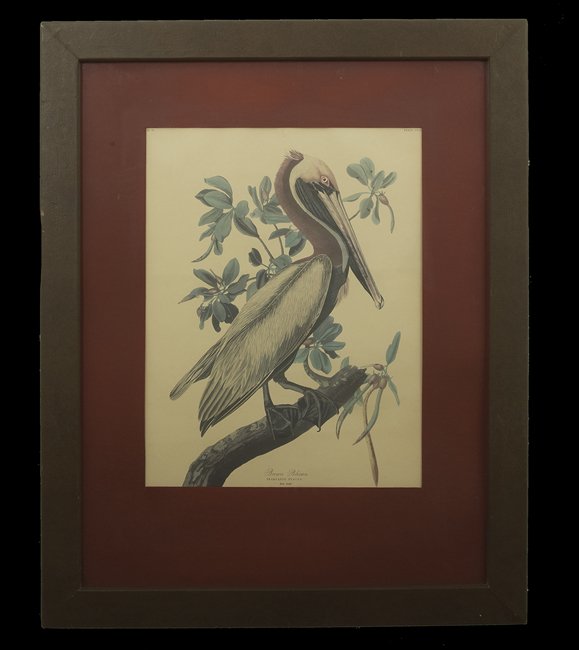 After John James Audubon (American, 1785-1851): After John James Audubon (American, 1785-1851), "Brown Pelican", offset chromolithograph, 20th century, sight 18" x 14". Glazed, matted and framed.